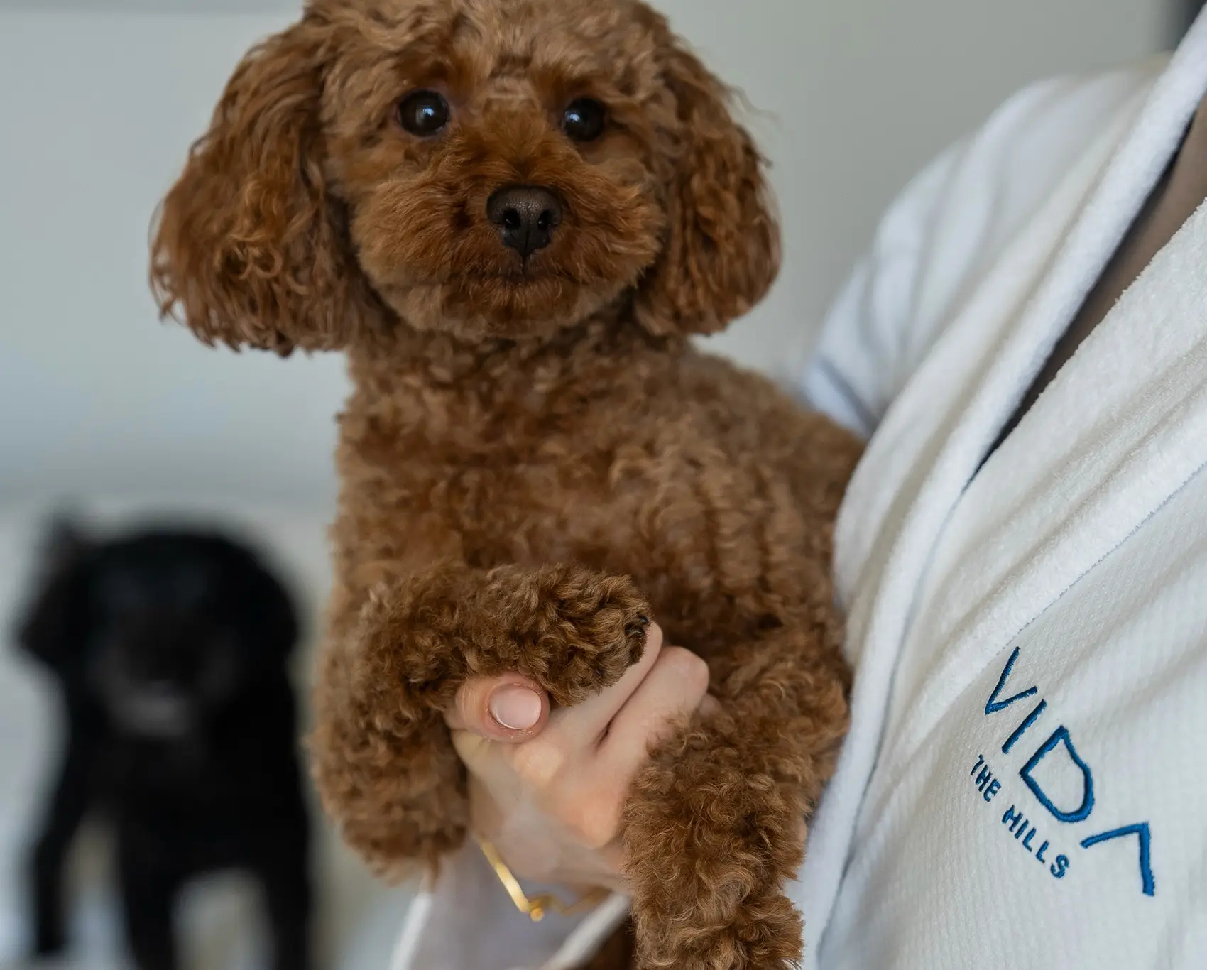 A living space at Vida Emirates Hills, a pet-friendly Dubai hotel with access to outdoor green areas