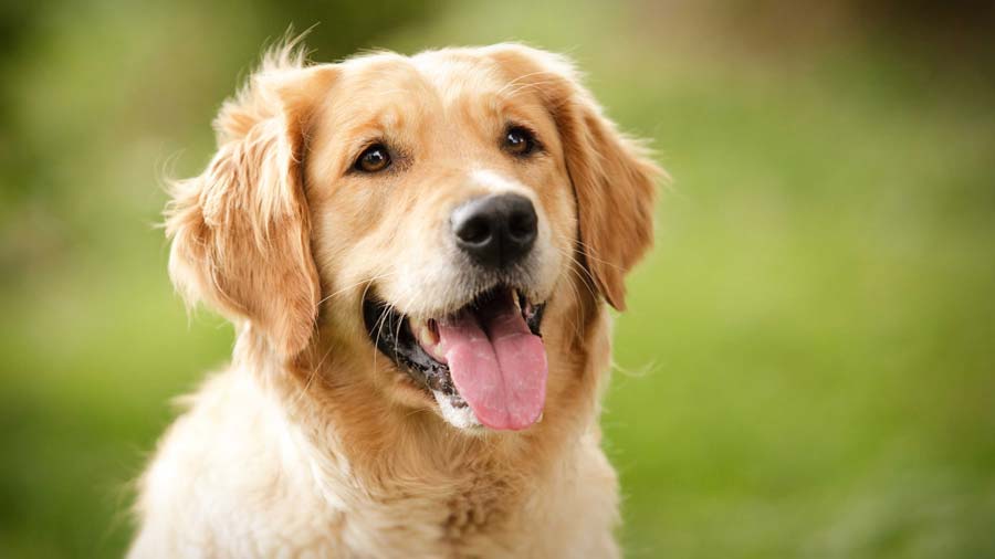 Golden Retriever Personality