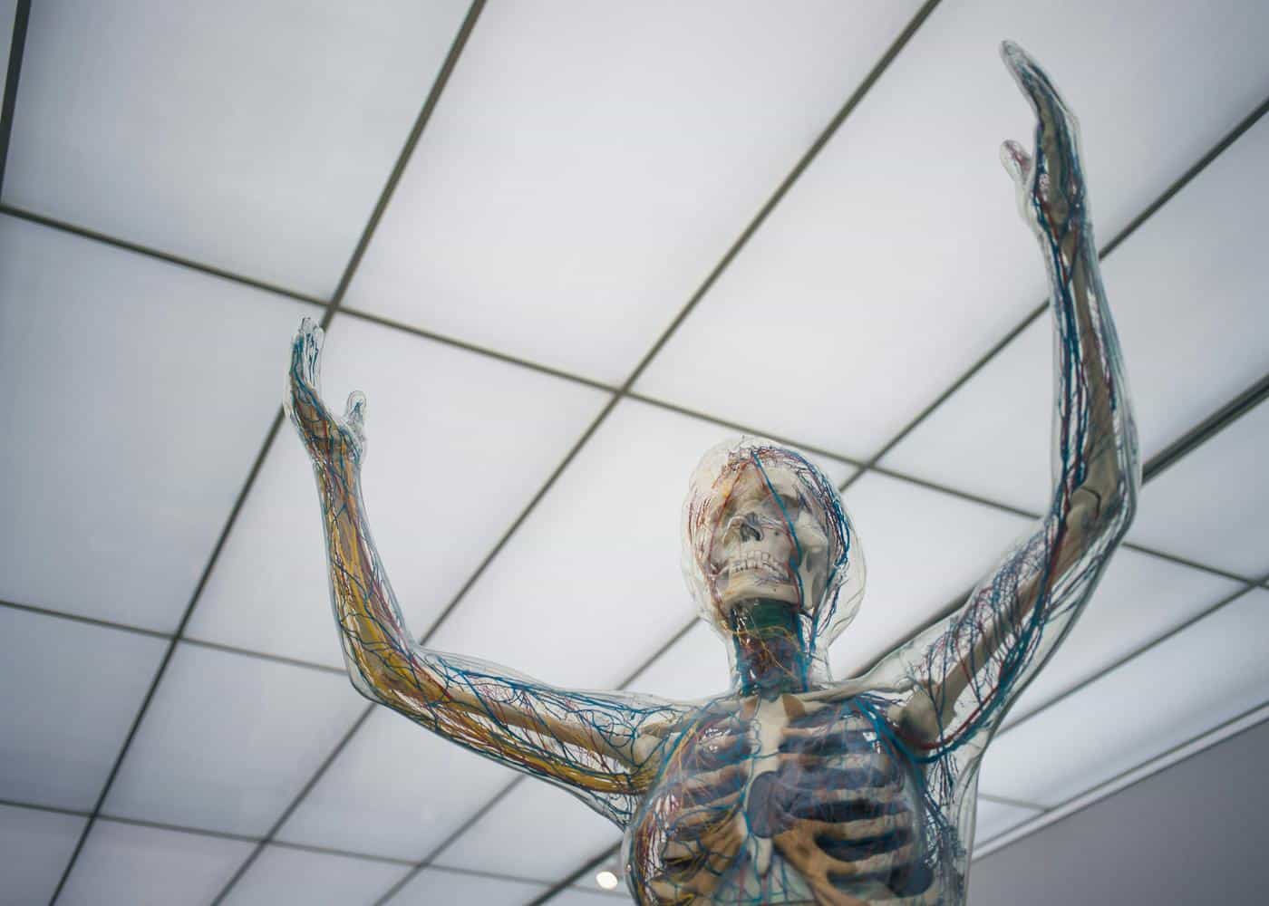 Sculpture of human body showing the glymphatic system function and body nerves