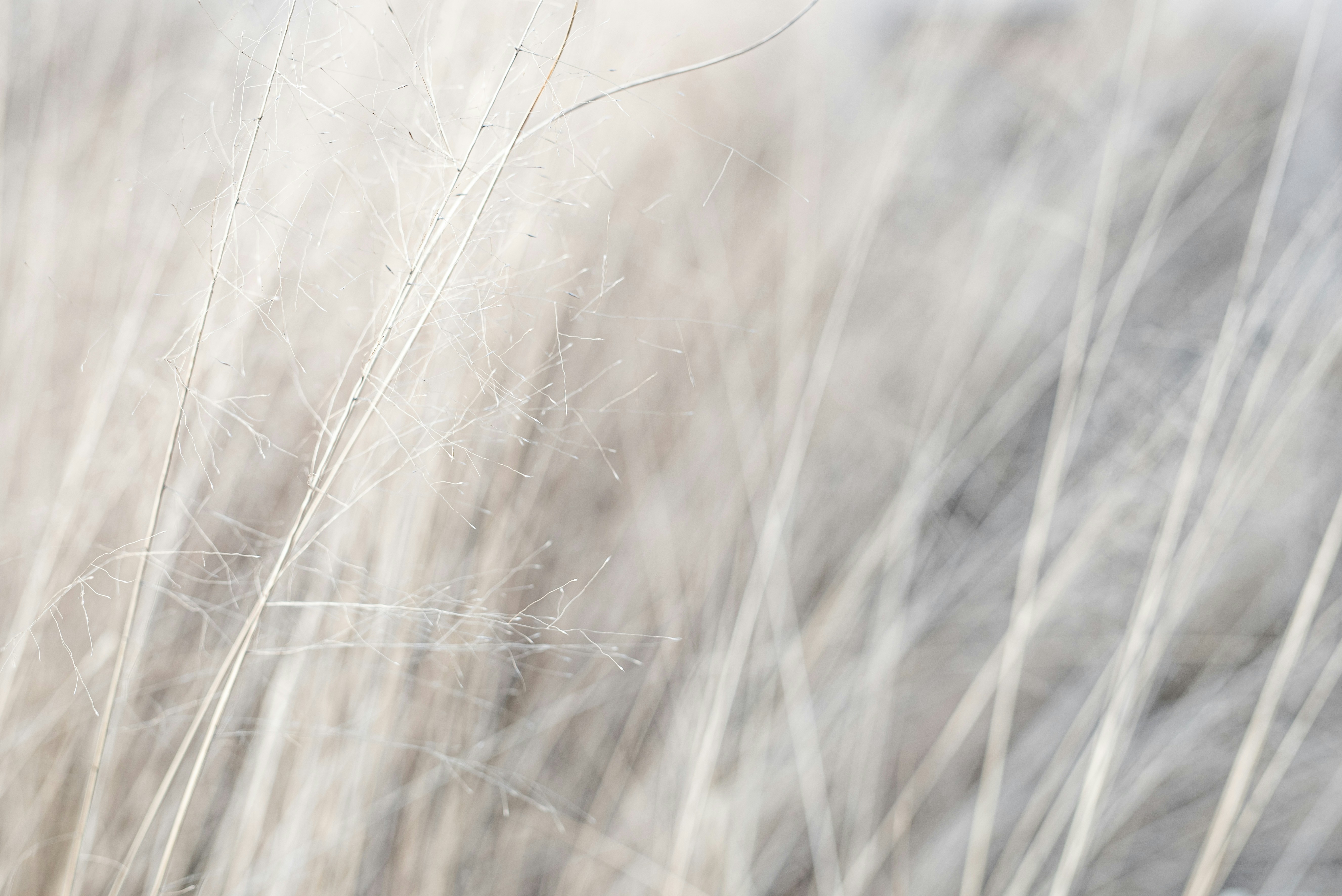 brown grass in close up photography