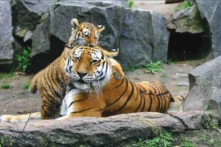 <img src="swiss-chalet-text.png" alt="A scenic view of a pathway lined with greenery, leading to distant hills under a cloudy sky." />