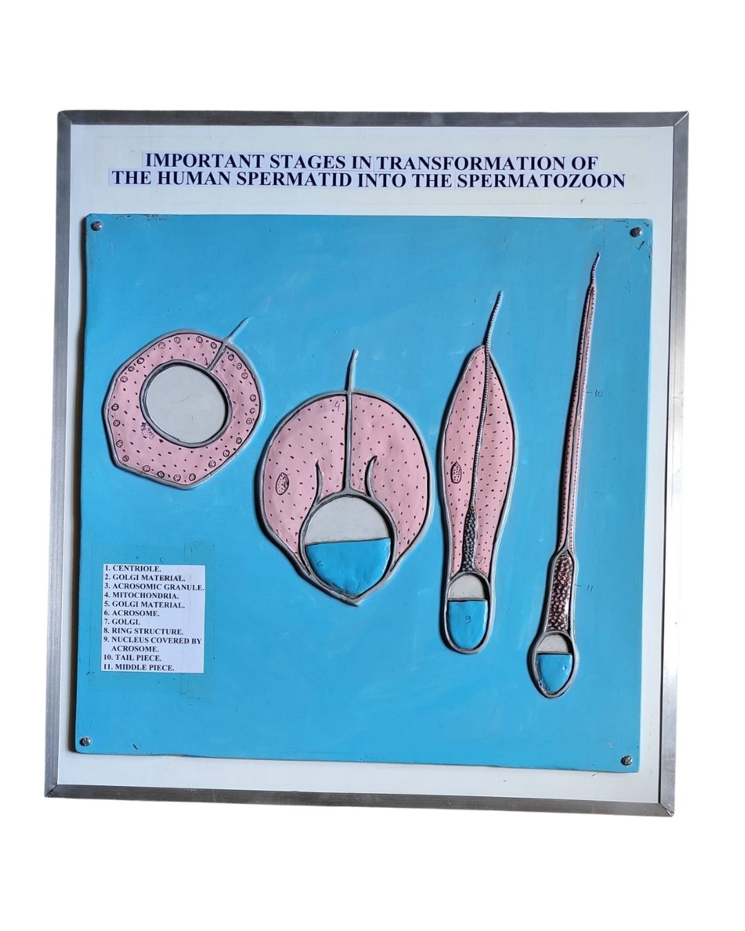 Transformation of Spermatid to Spermatozoon