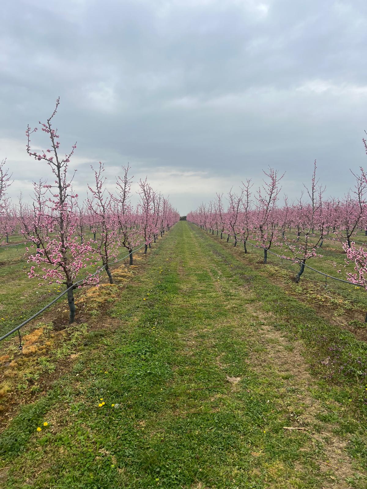 Rows of apricot trees in professional Greek orchard.