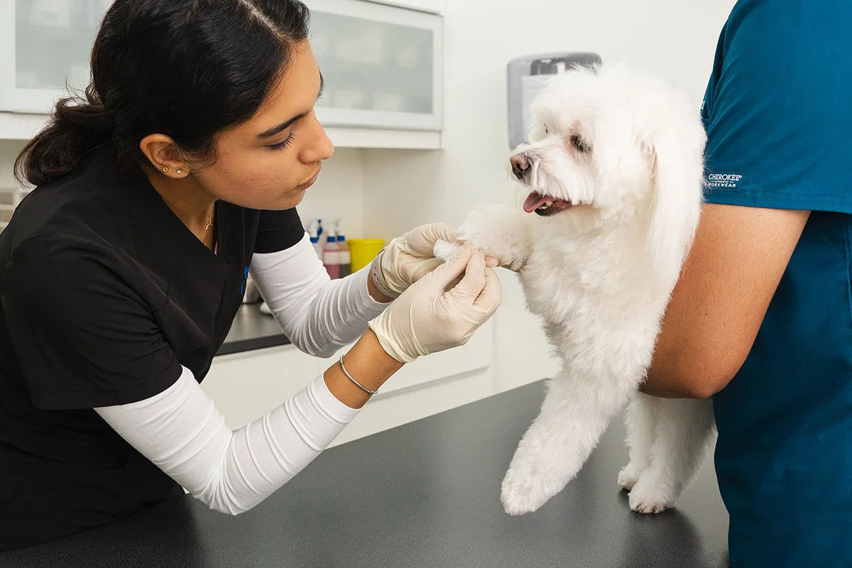 A veterinarian is holding a white dog's paw. Another vet is holding the dog's body carefully.