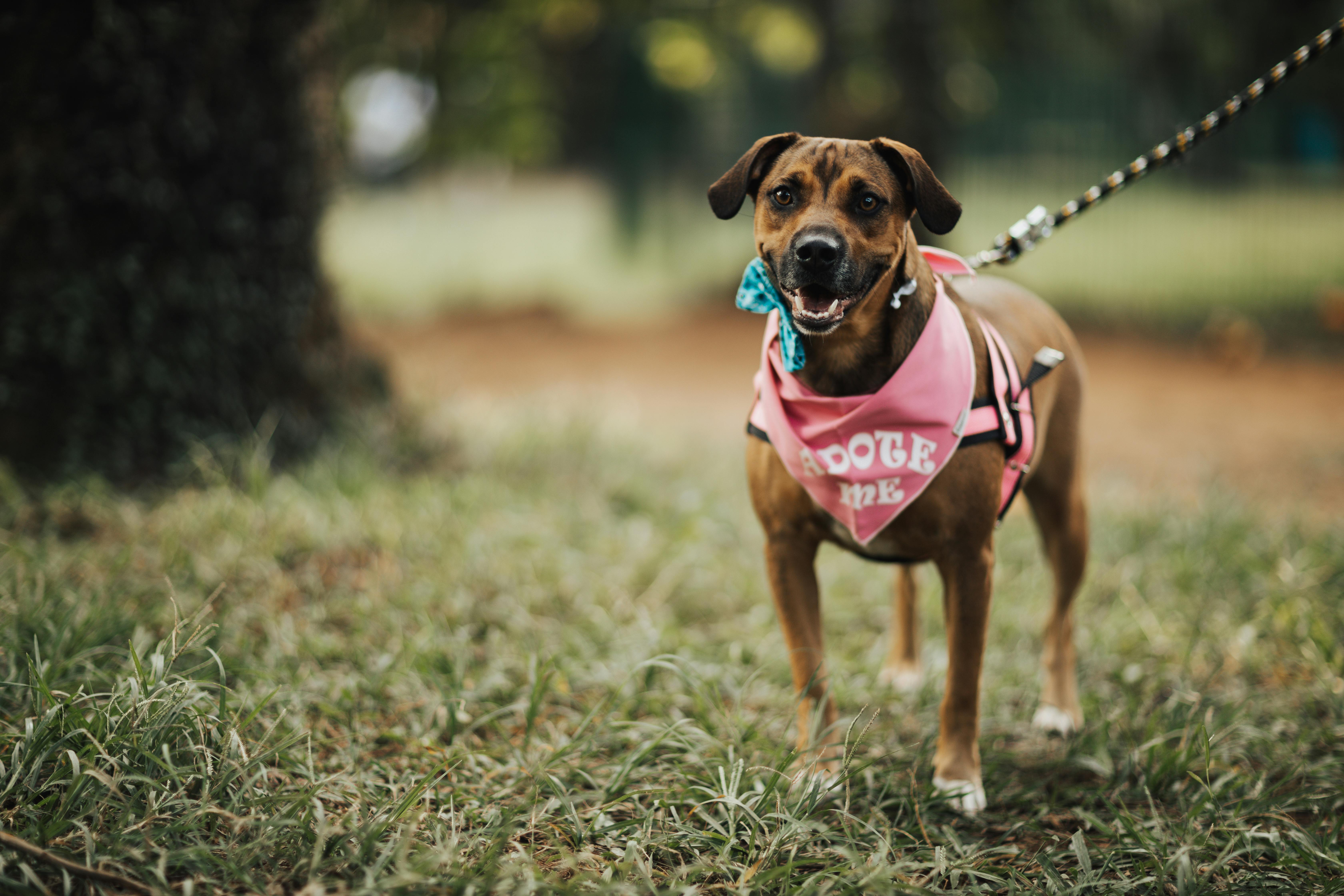 10 Dog Shelters and Rescue Groups in Dubai