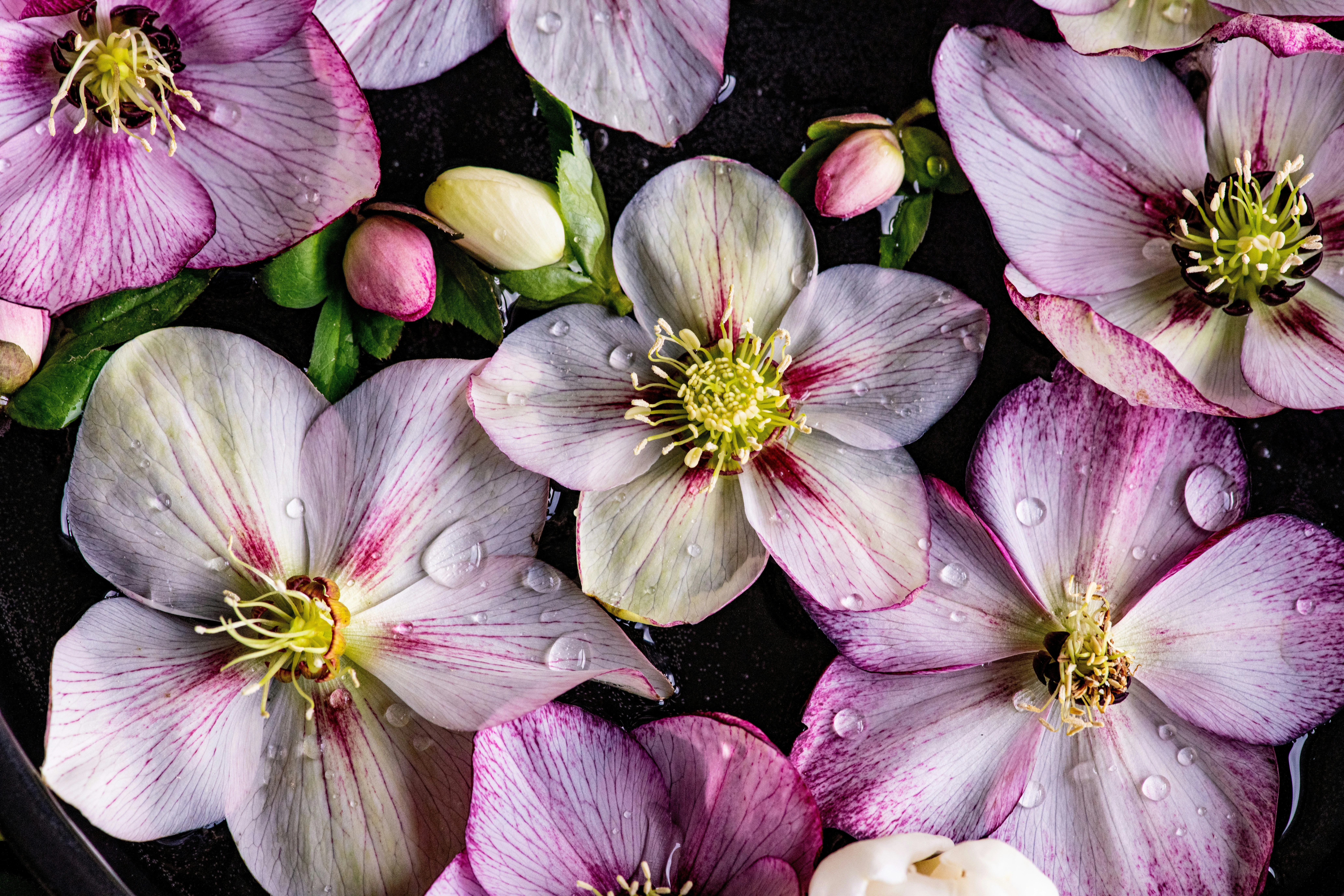 Close-up of pale pink and white flowers with deep magenta centers, scattered with water droplets against a dark background, evoking softness, sensuality, and natural beauty.