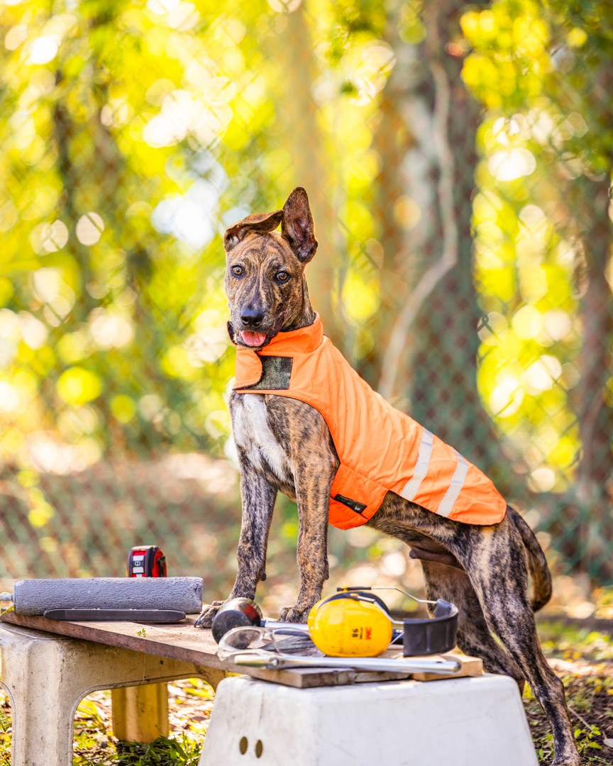 Puppy standing on trestle table
