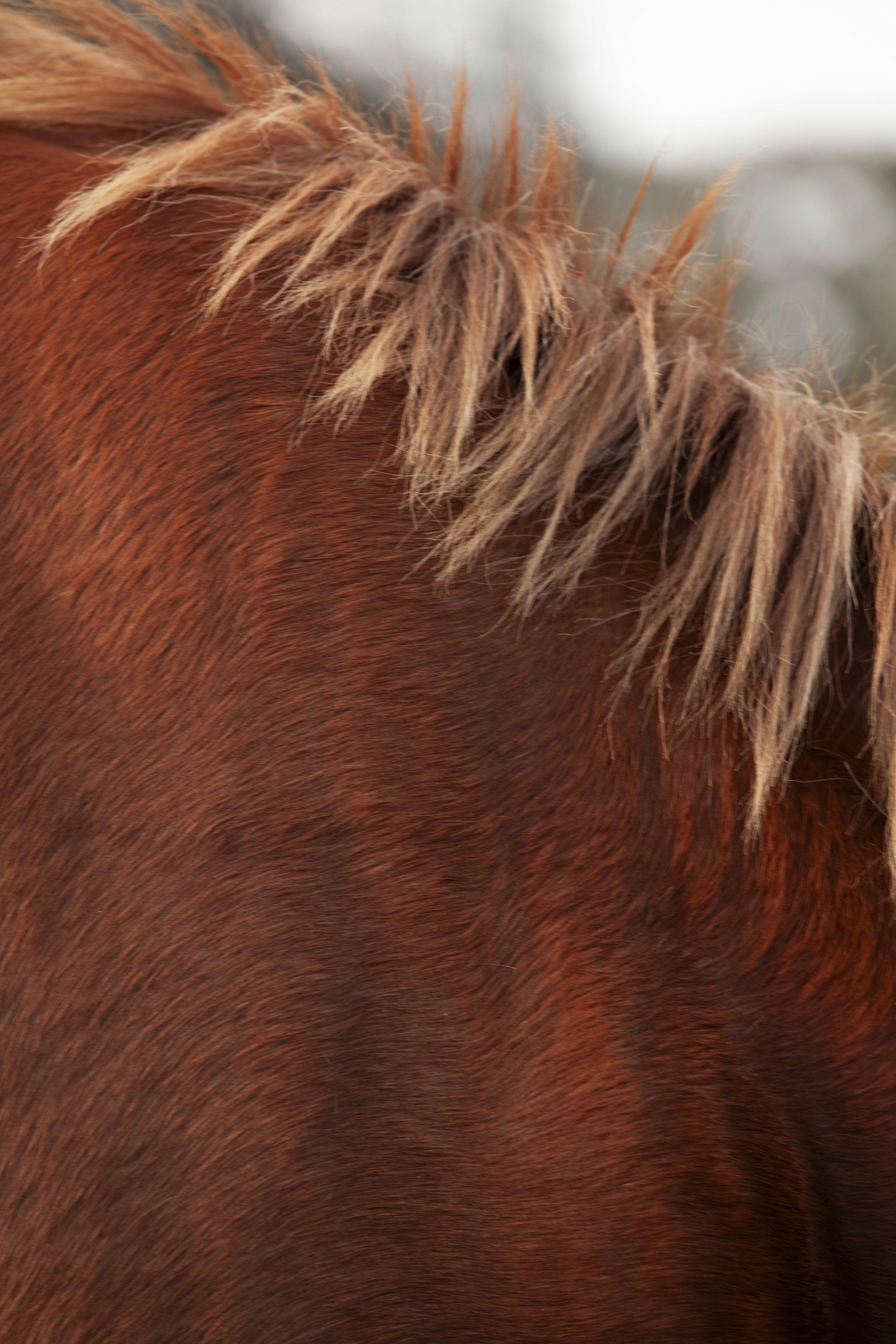 Primer plano de un caballo en el entorno de coaching
