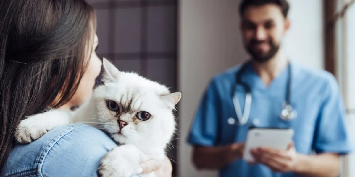Why unified communication tools are the future of veterinary practices