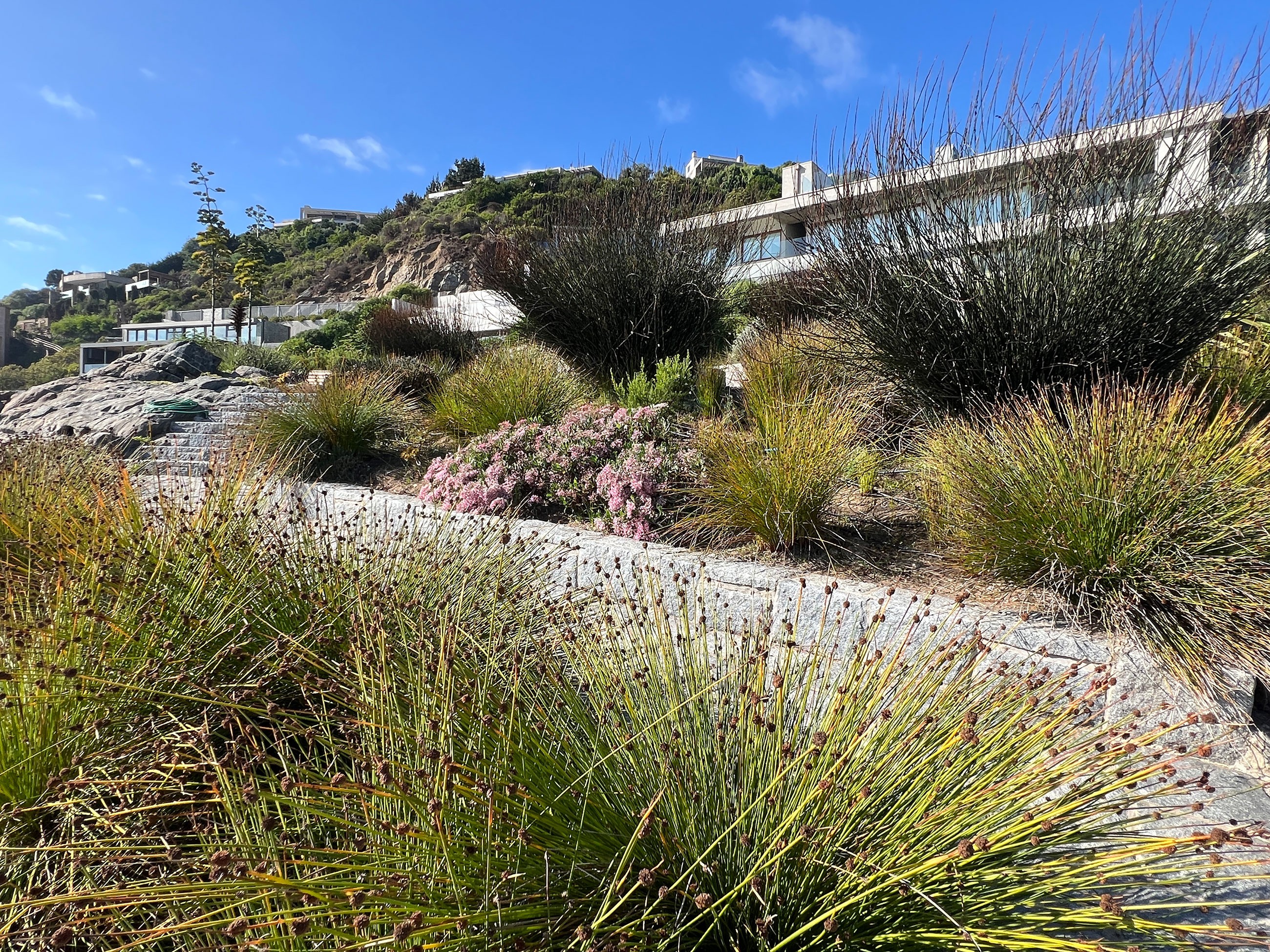 Carola Page Punta Pite Casa Nico