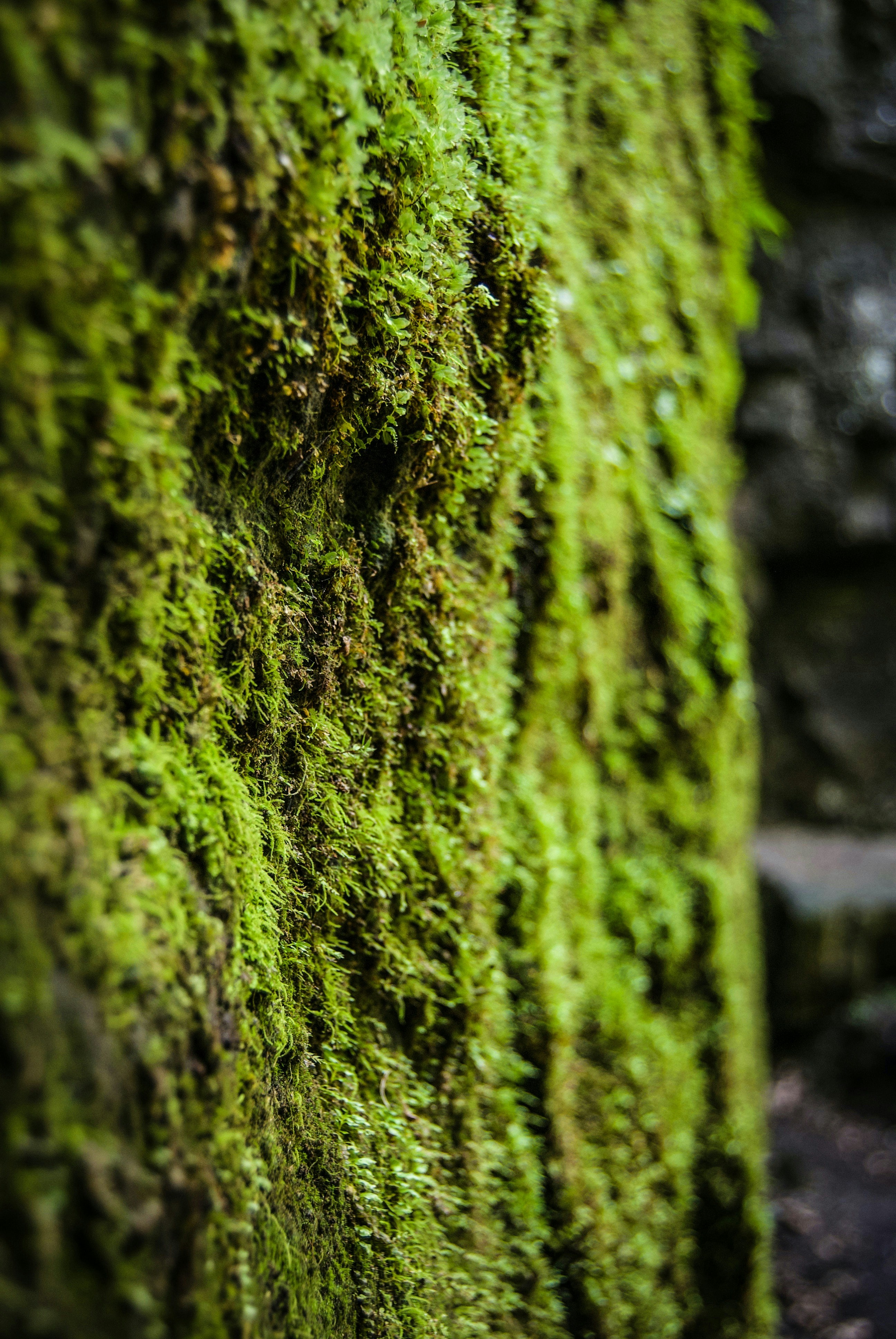 green moss on gray concrete wall