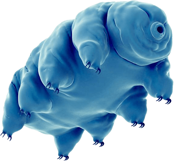 Un gros tardigrade