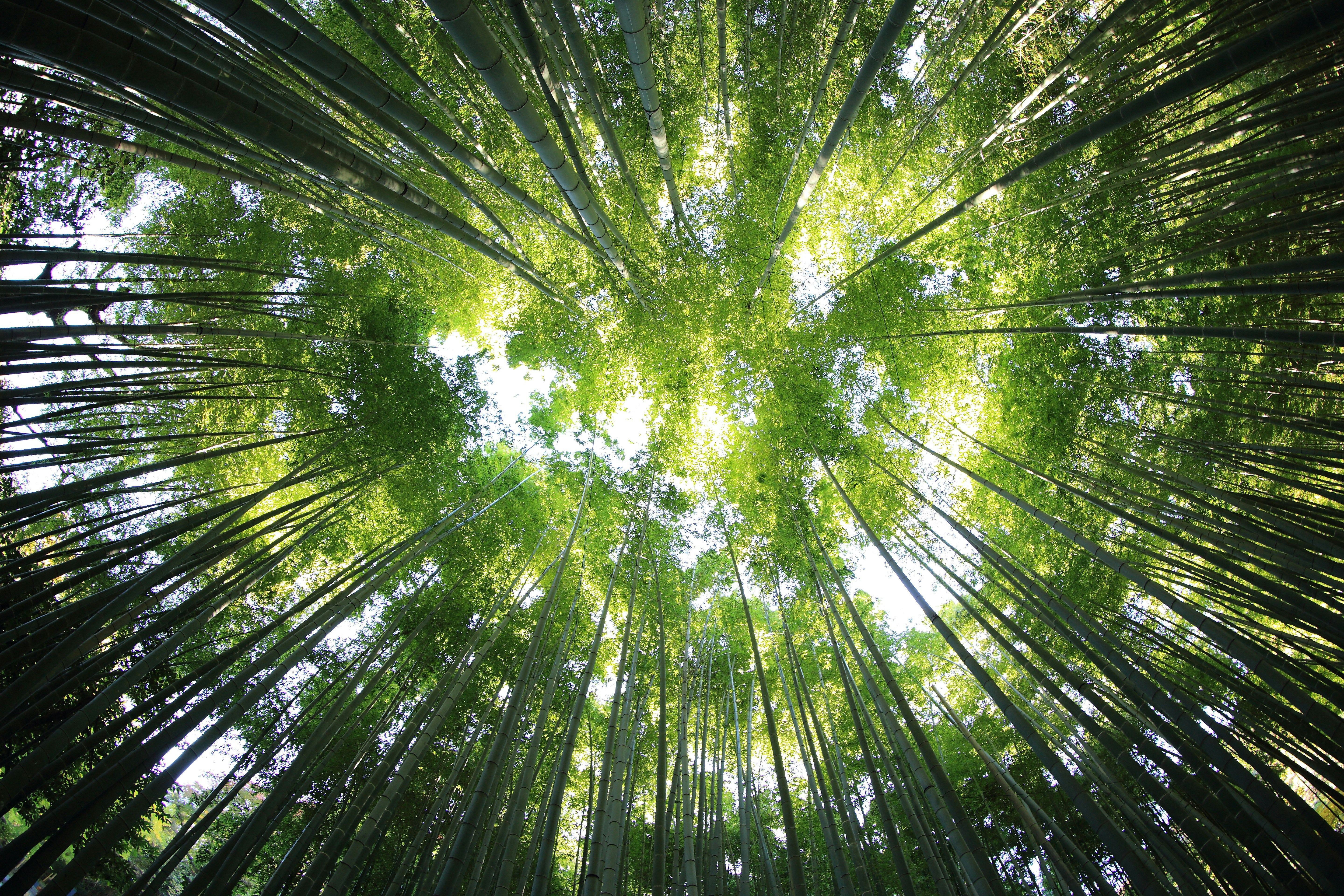 worms-eye-view-of-forest-during-day-time - kazuend (unsplash)./pho