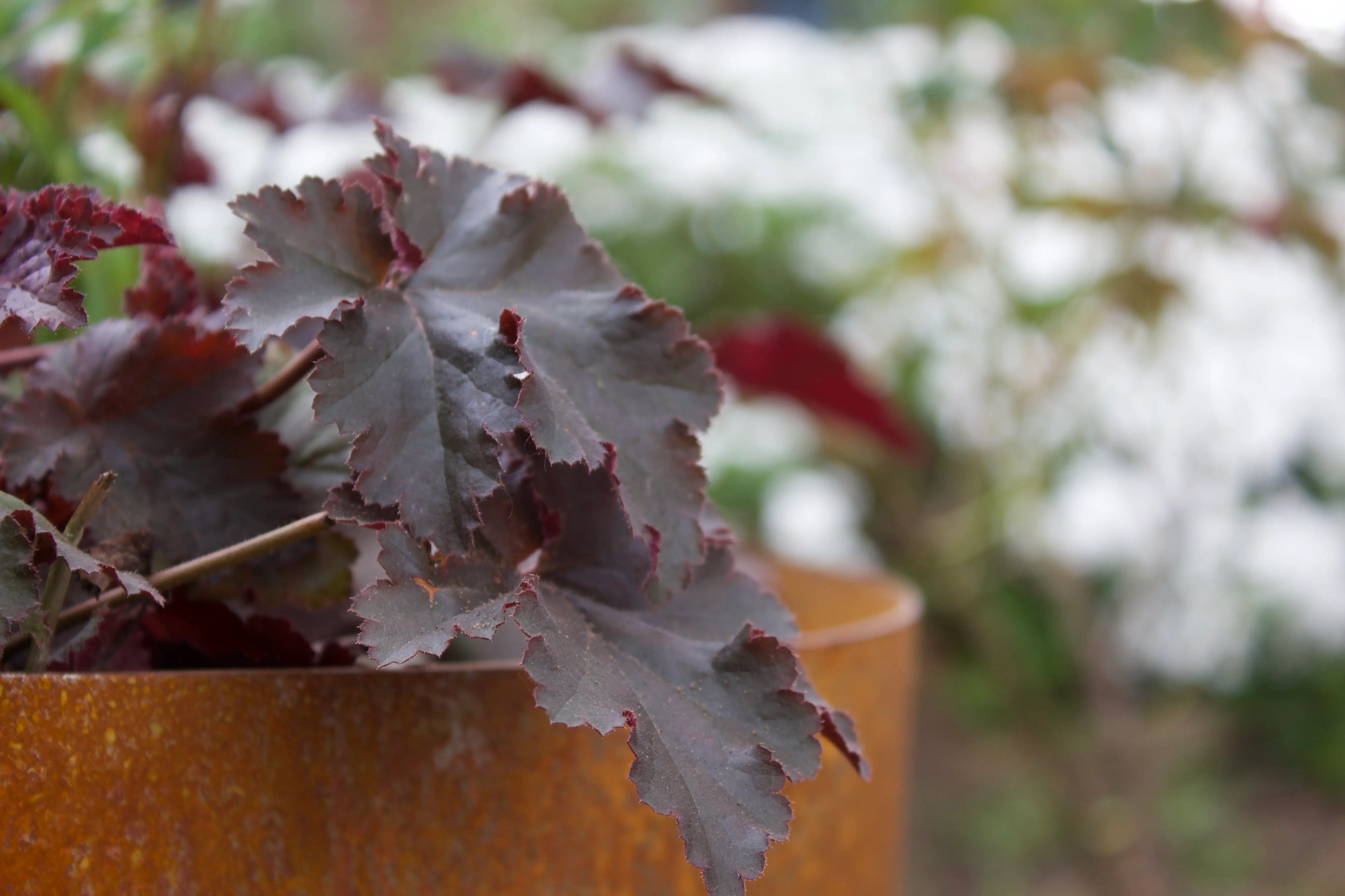 A close-up of dark purple leaves in a pot, with a blurred background of greenery and flowers.
