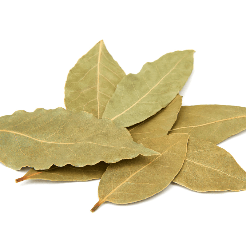 Laurus nobilis bay leaf