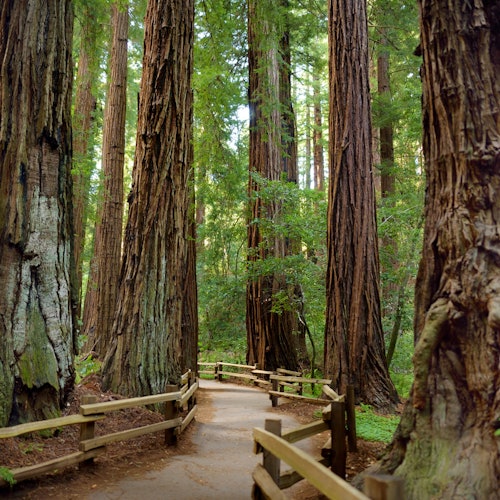 Tour de Vinos y Bosques de Día Completo