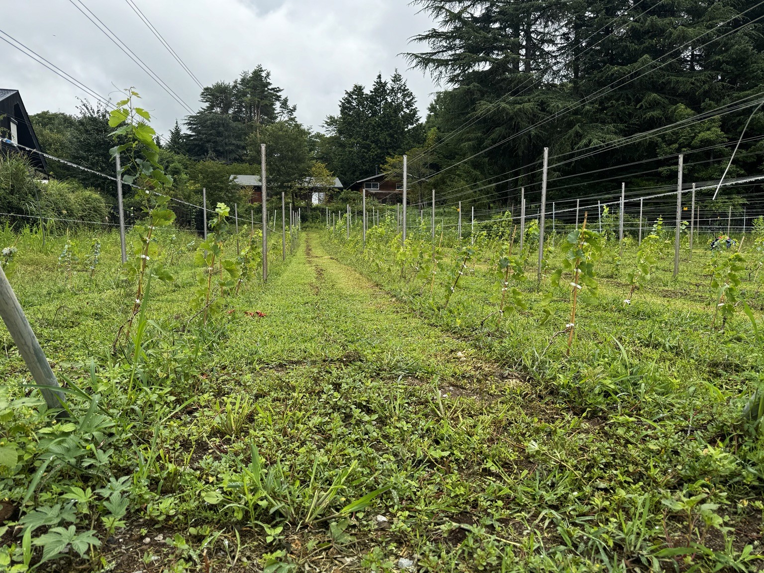 支柱とワイヤーに沿って並ぶ八月の葡萄。