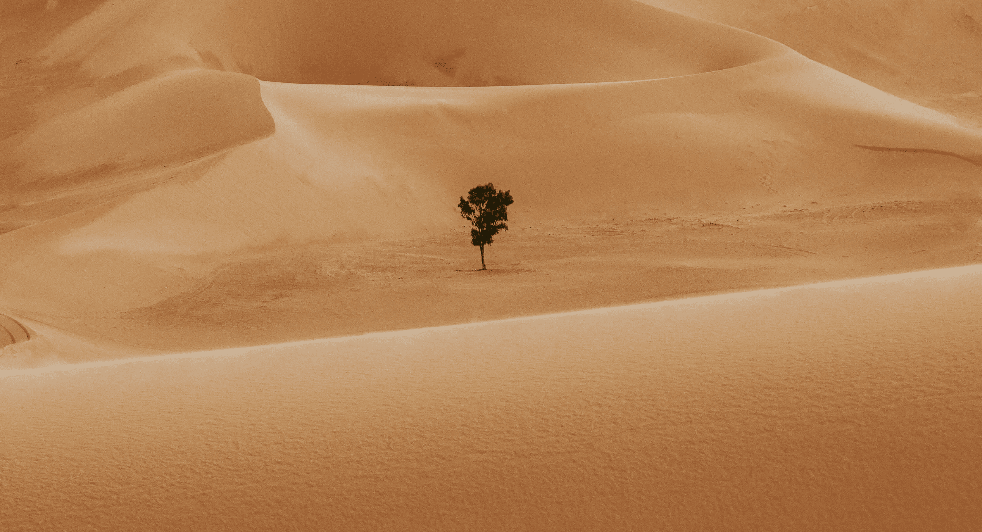 An isolated green tree in an expansive golden desert landscape.