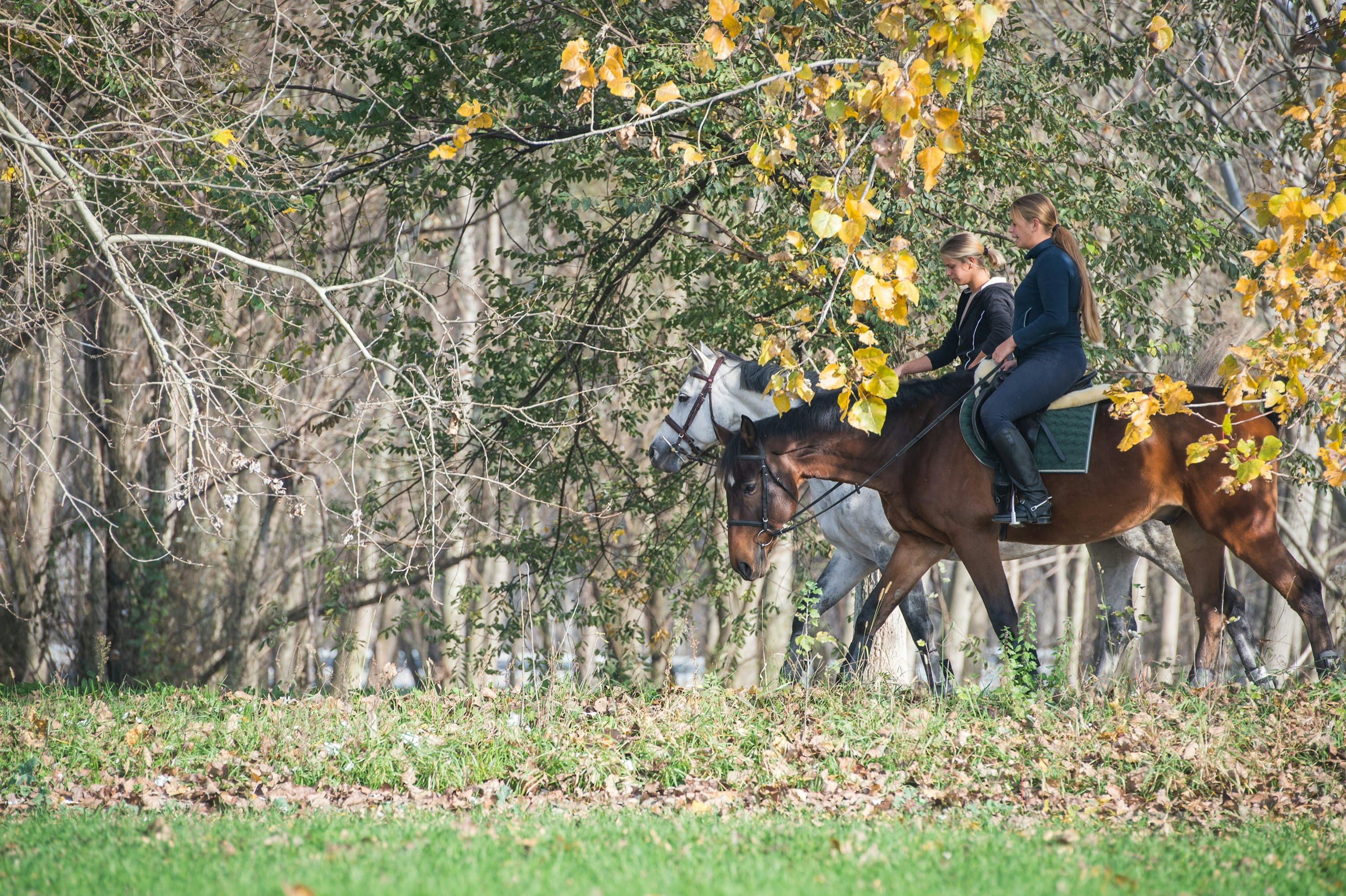 Stable Grazer resource thumbnail