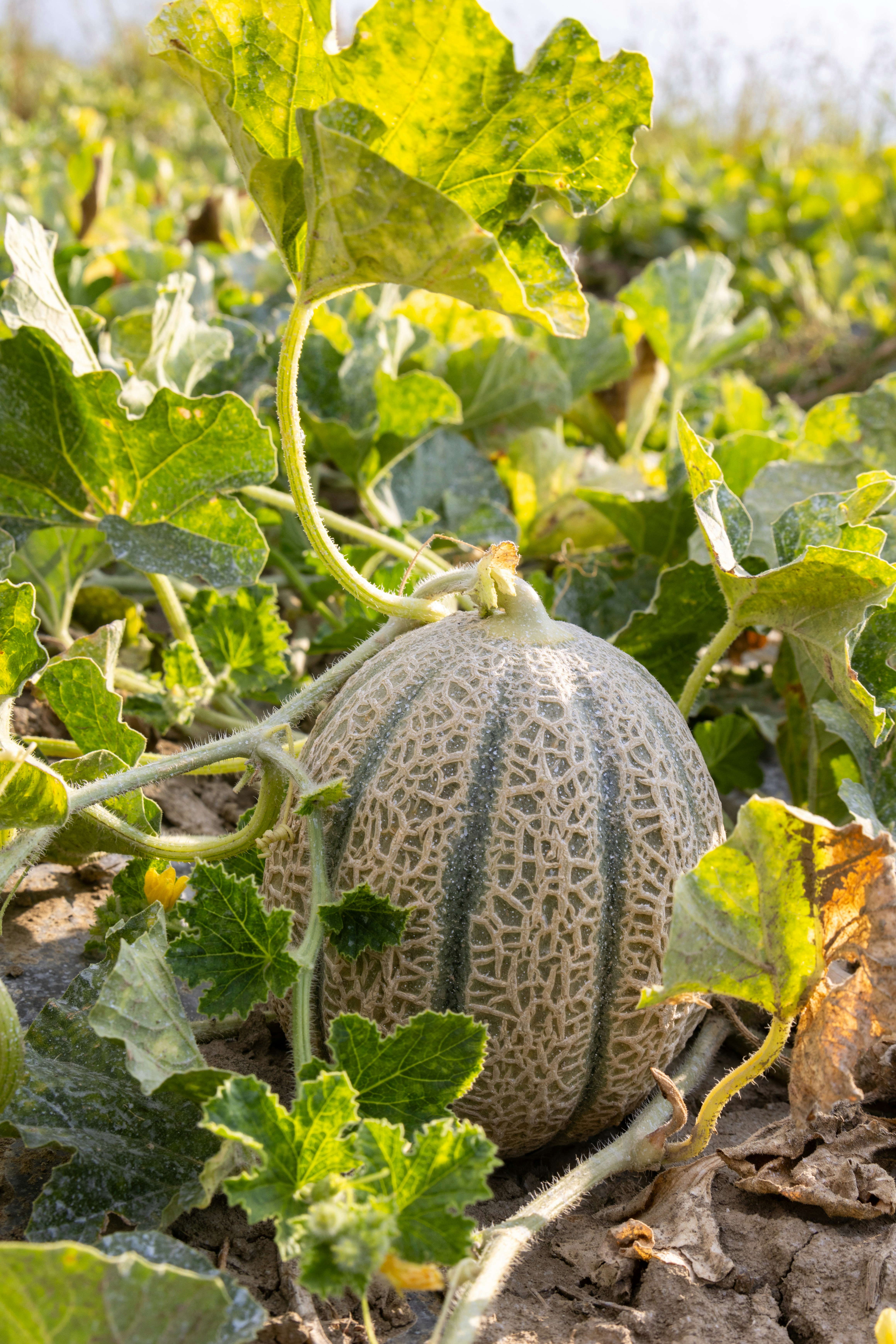 A watermelon growing in a field of green leaves