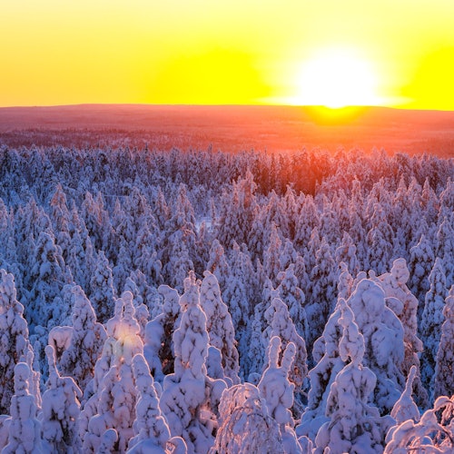Beautiful frozen Taiga forest in Rovaniemi