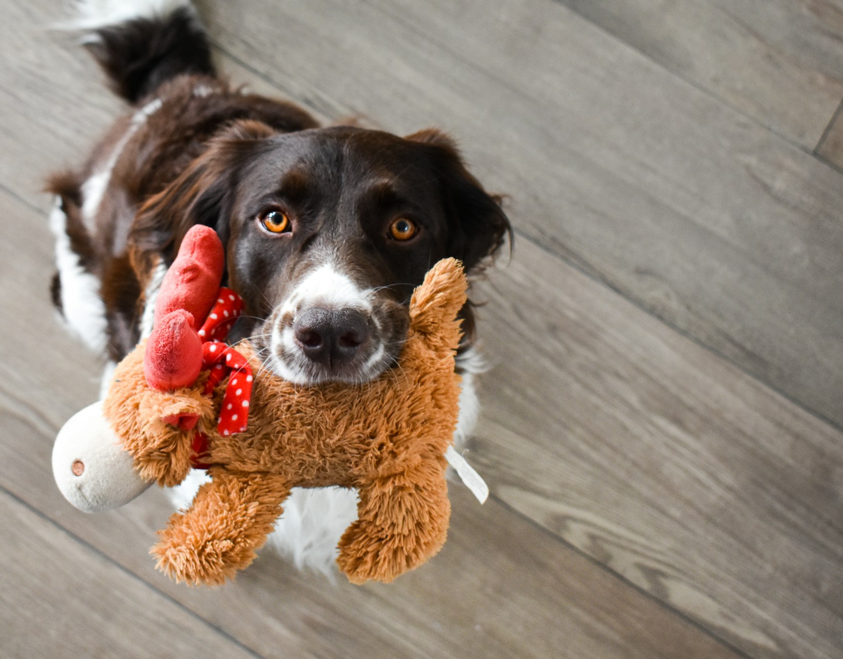 Chien brun et blanc tenant une peluche dans sa gueule