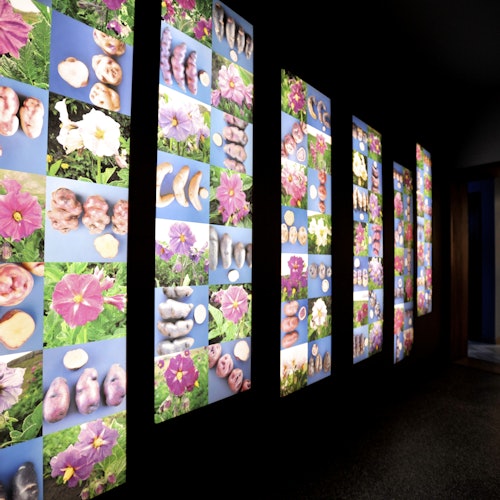 Öt megvilágított panel a falon különböző virágok és burgonyák képeit jeleníti meg, egy rácsmintában elrendezve.