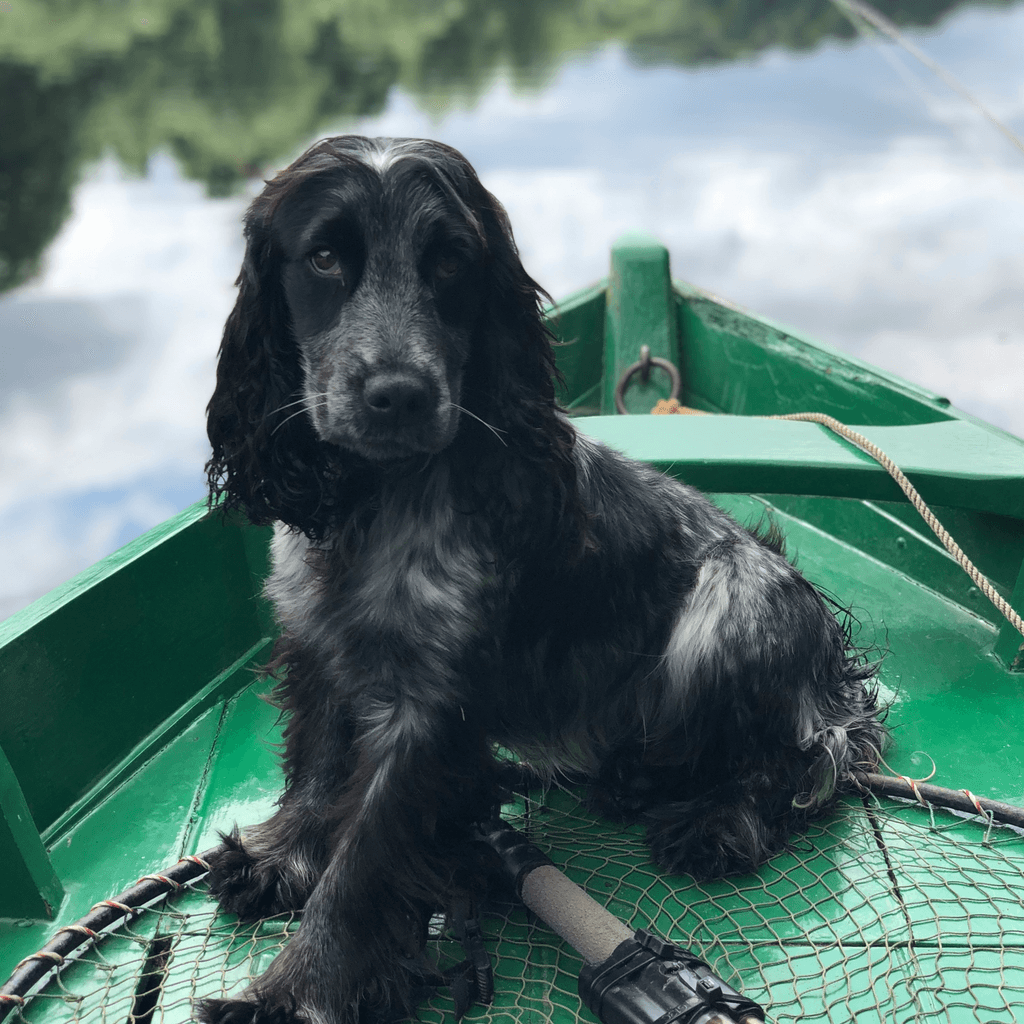 black dog sitting on boat on body of water