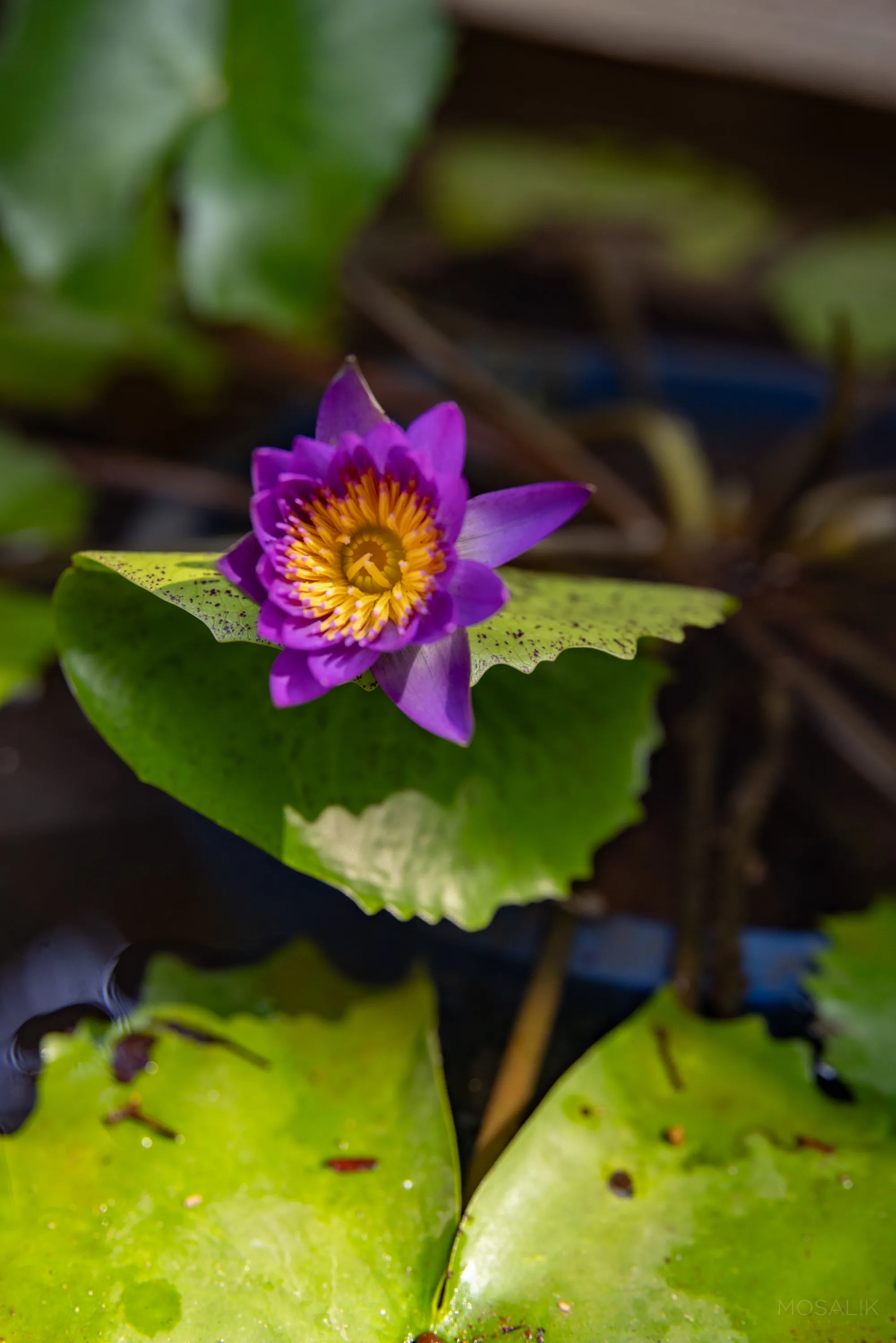 Purple water lily in the pond at Jaali Blue