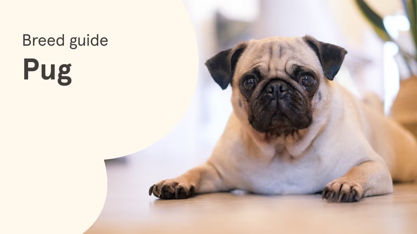 Obese Pug, Photo by An Nguyen