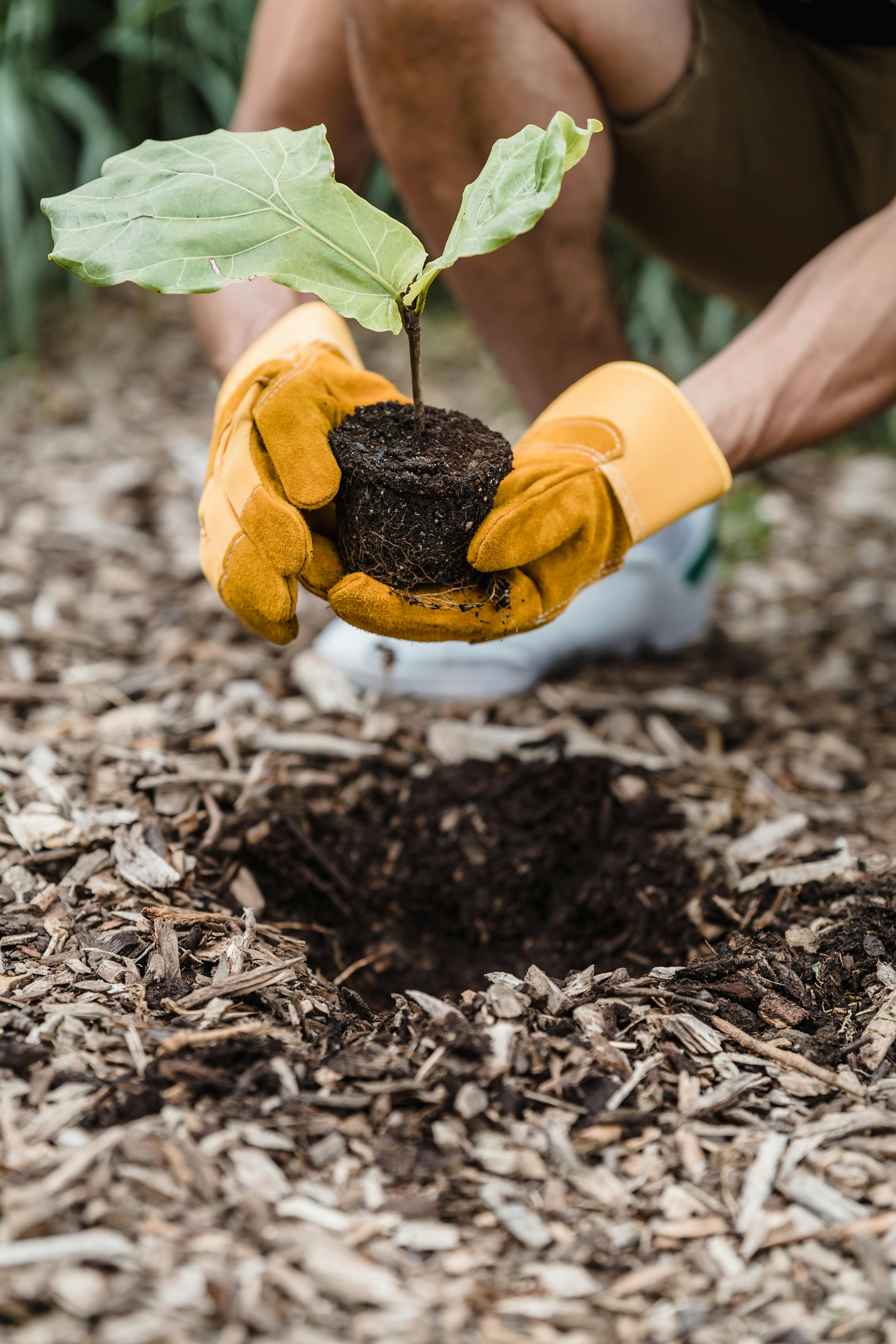 Planting in Wellington garden
