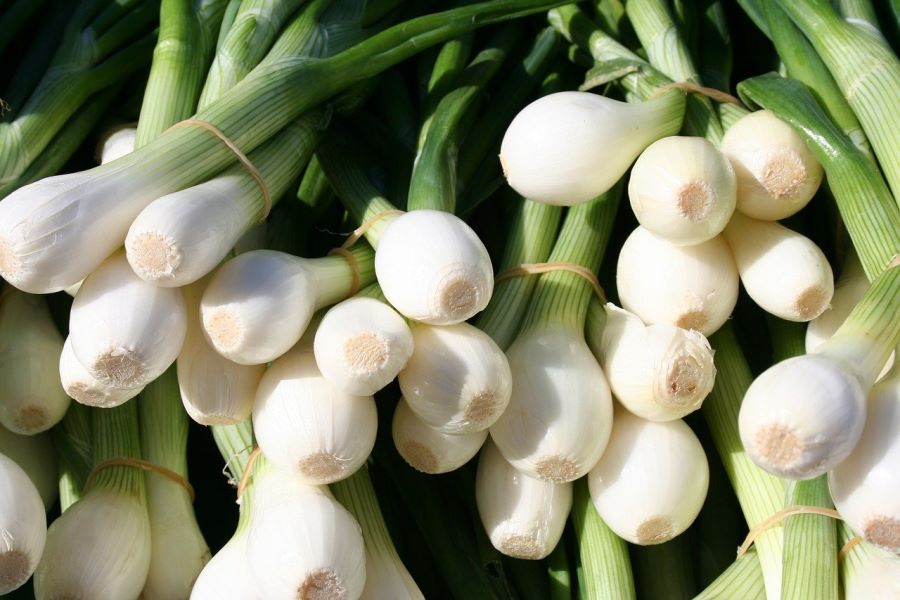 Cipollotti