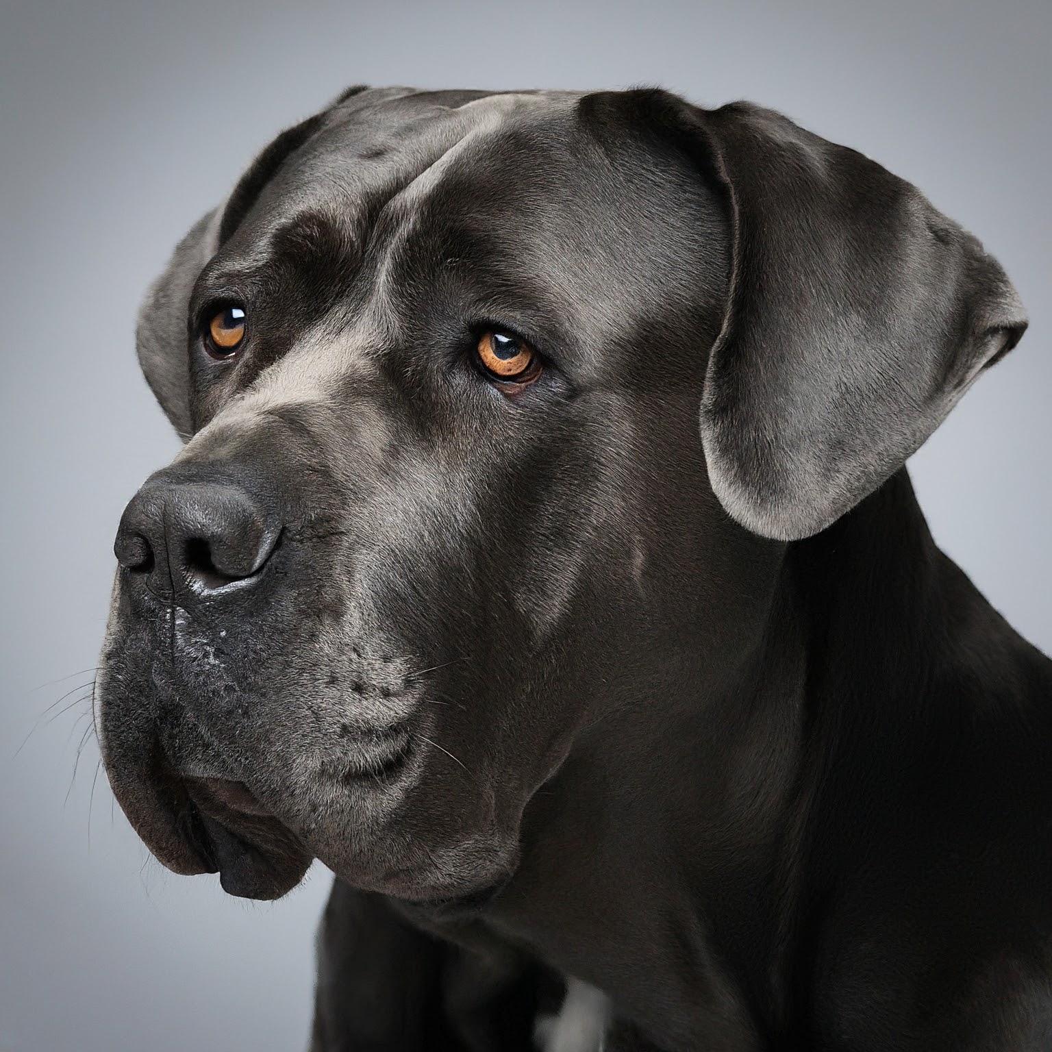 BUDDYUNO, Cane Corso