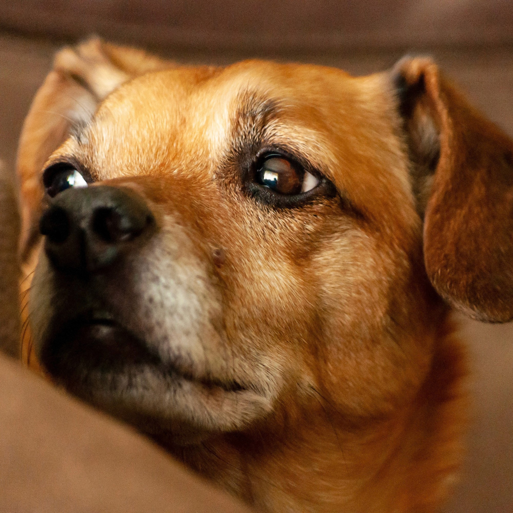 Close-up of a small brown dog's face with a calm and thoughtful expression