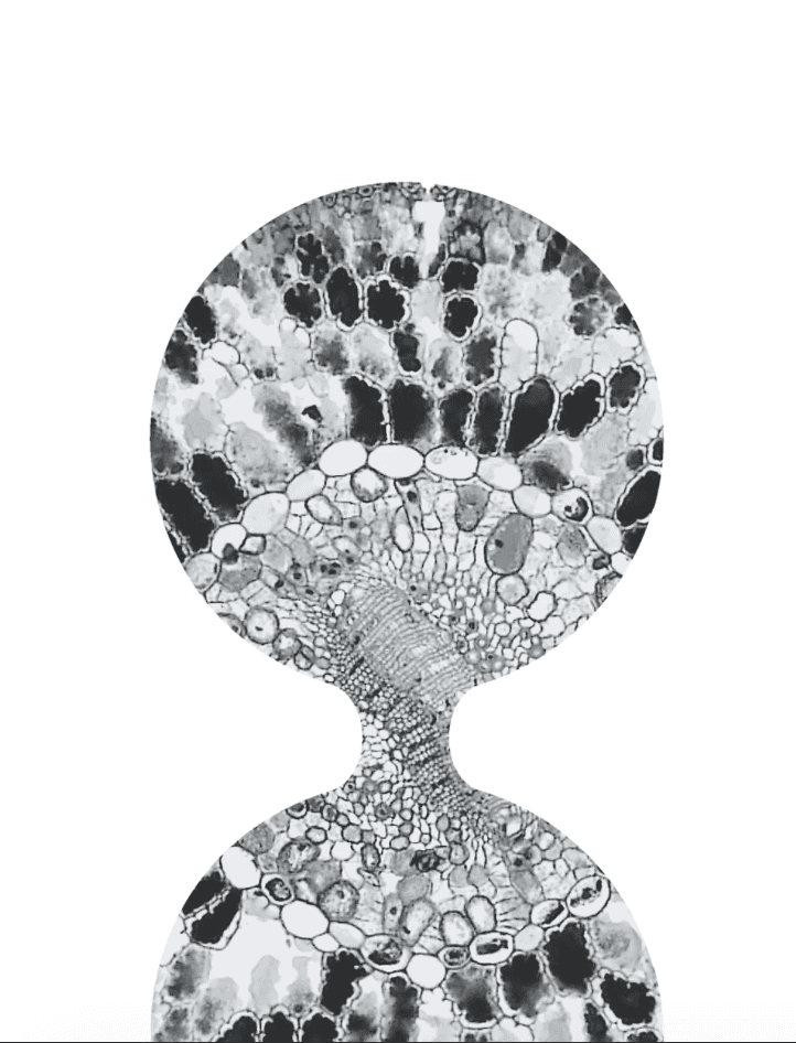 Microscopic View of Cell