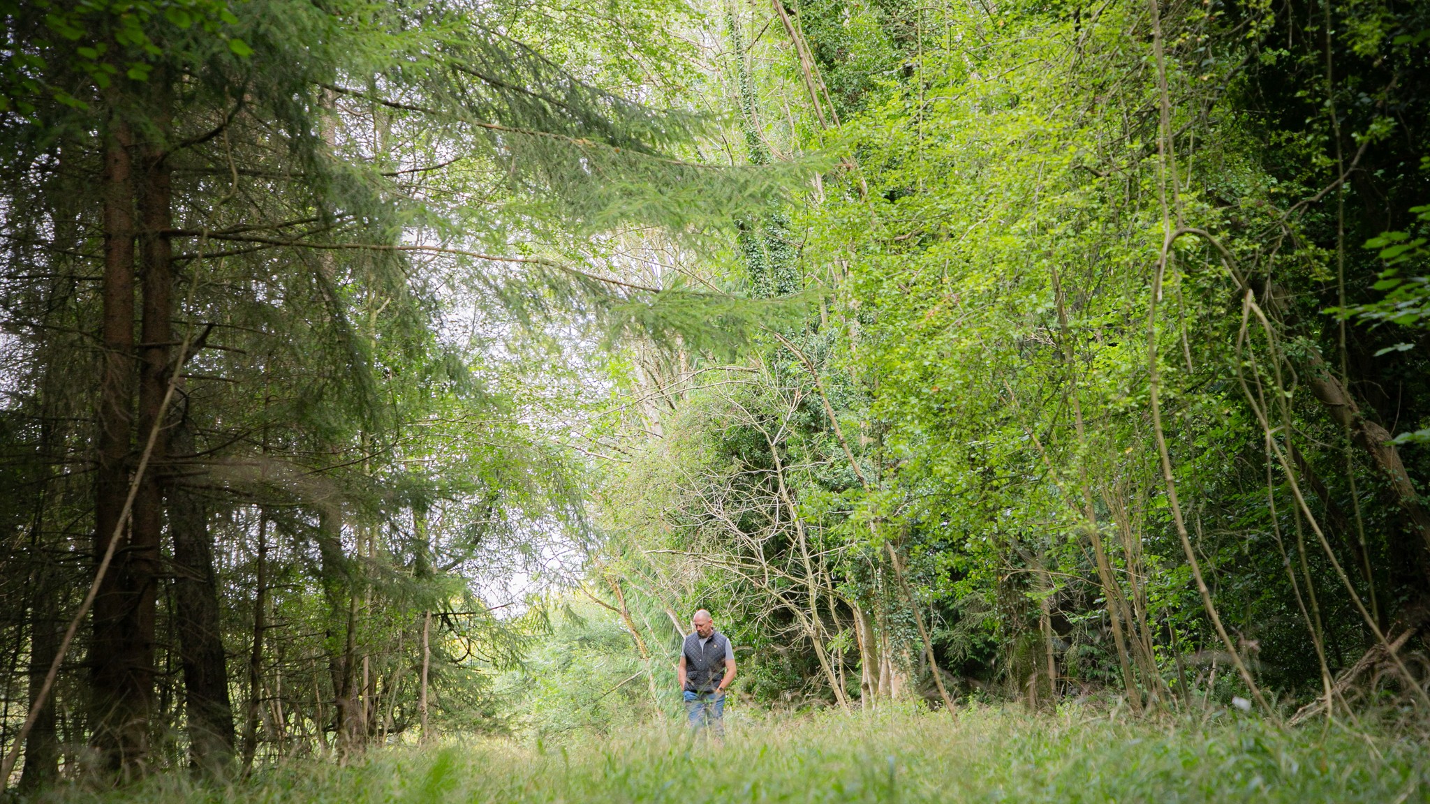 Two classic volkswagen beetles, one green, one cream.