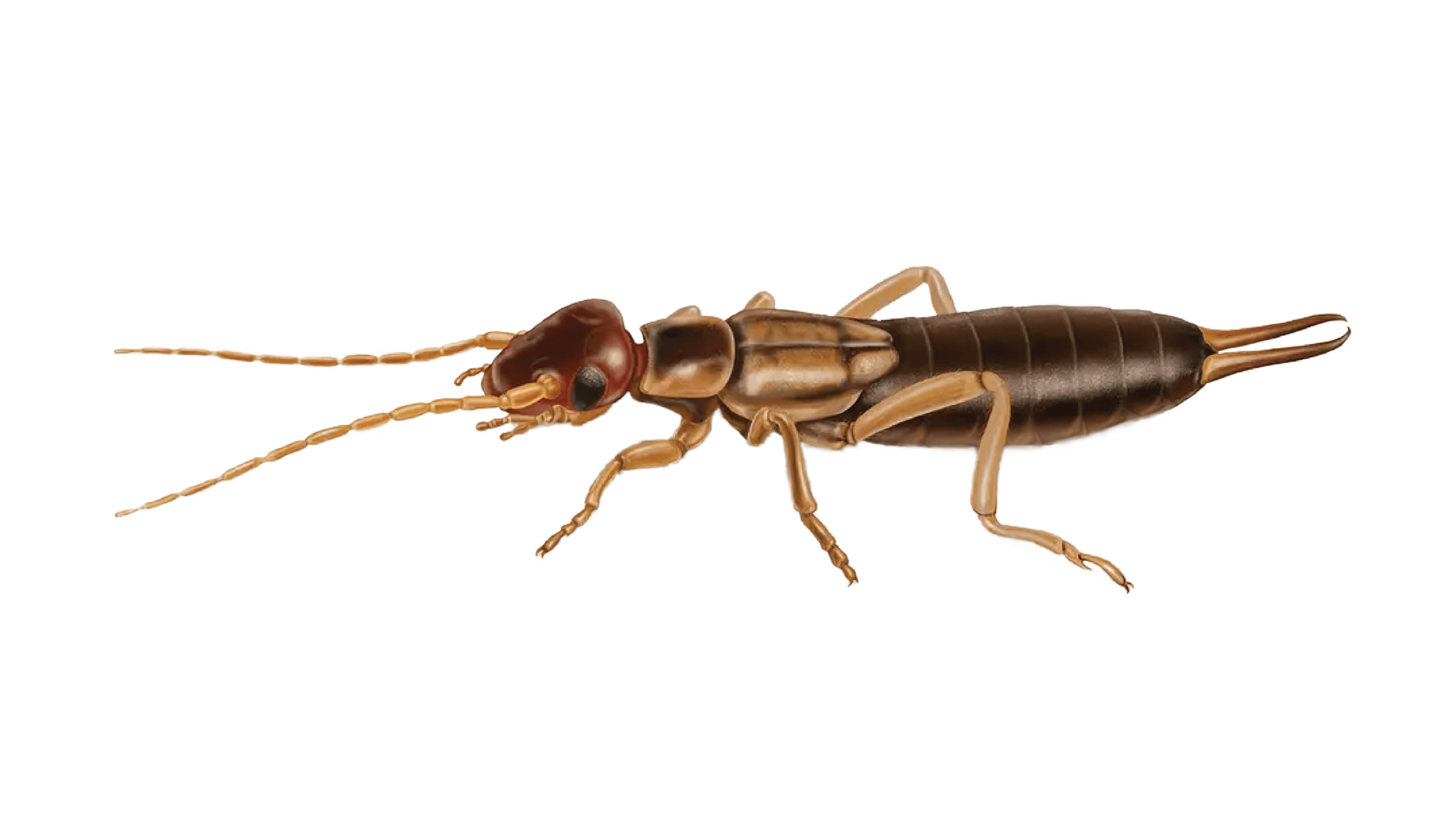 Earwig