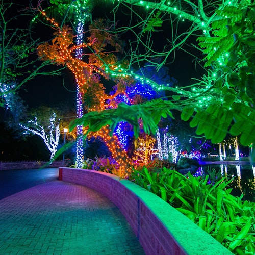 אורות גן החיות של מיאמי