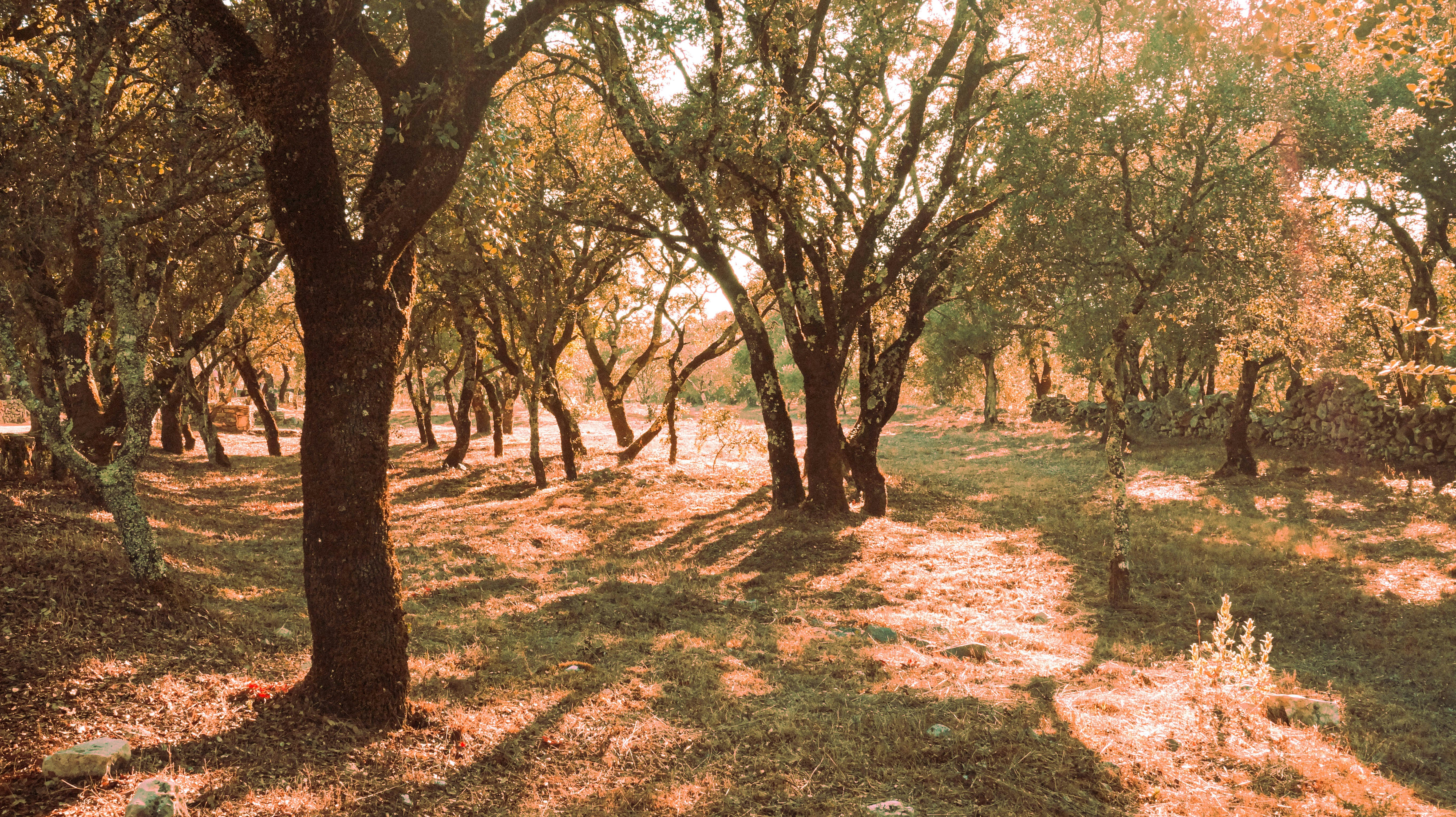 a field with lots of trees in the middle of it