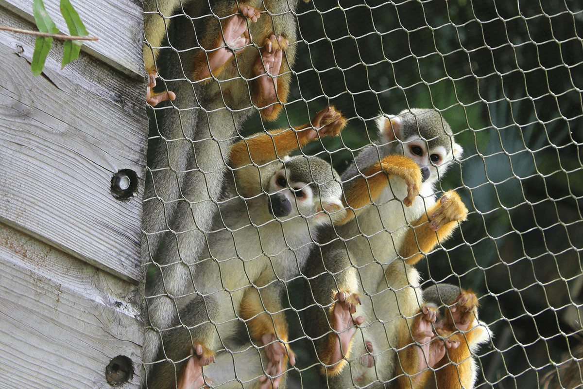 Endangered monkeys confined in cages