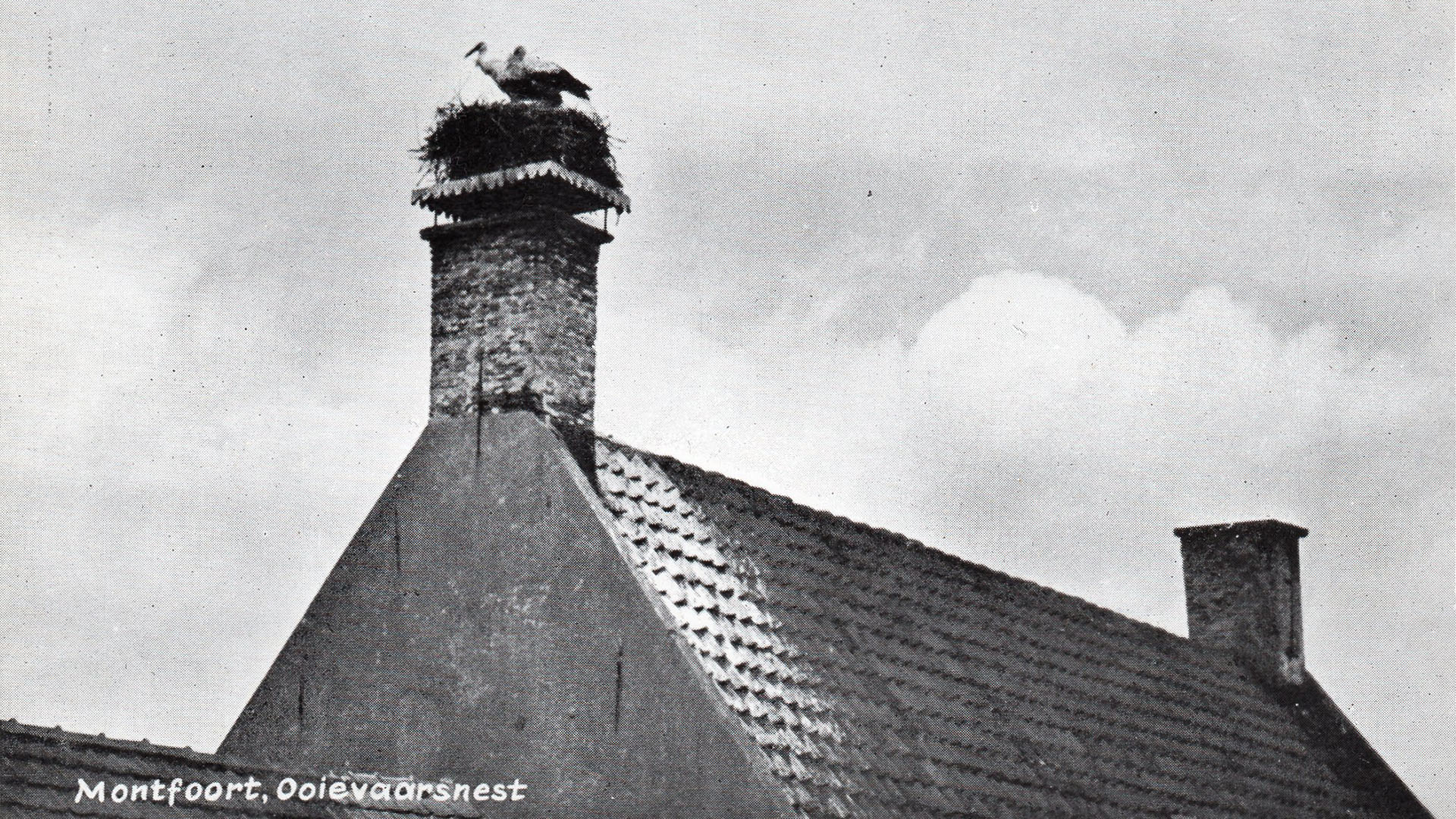 Ooievaarsnest in Montfoort - Oud Montfoort