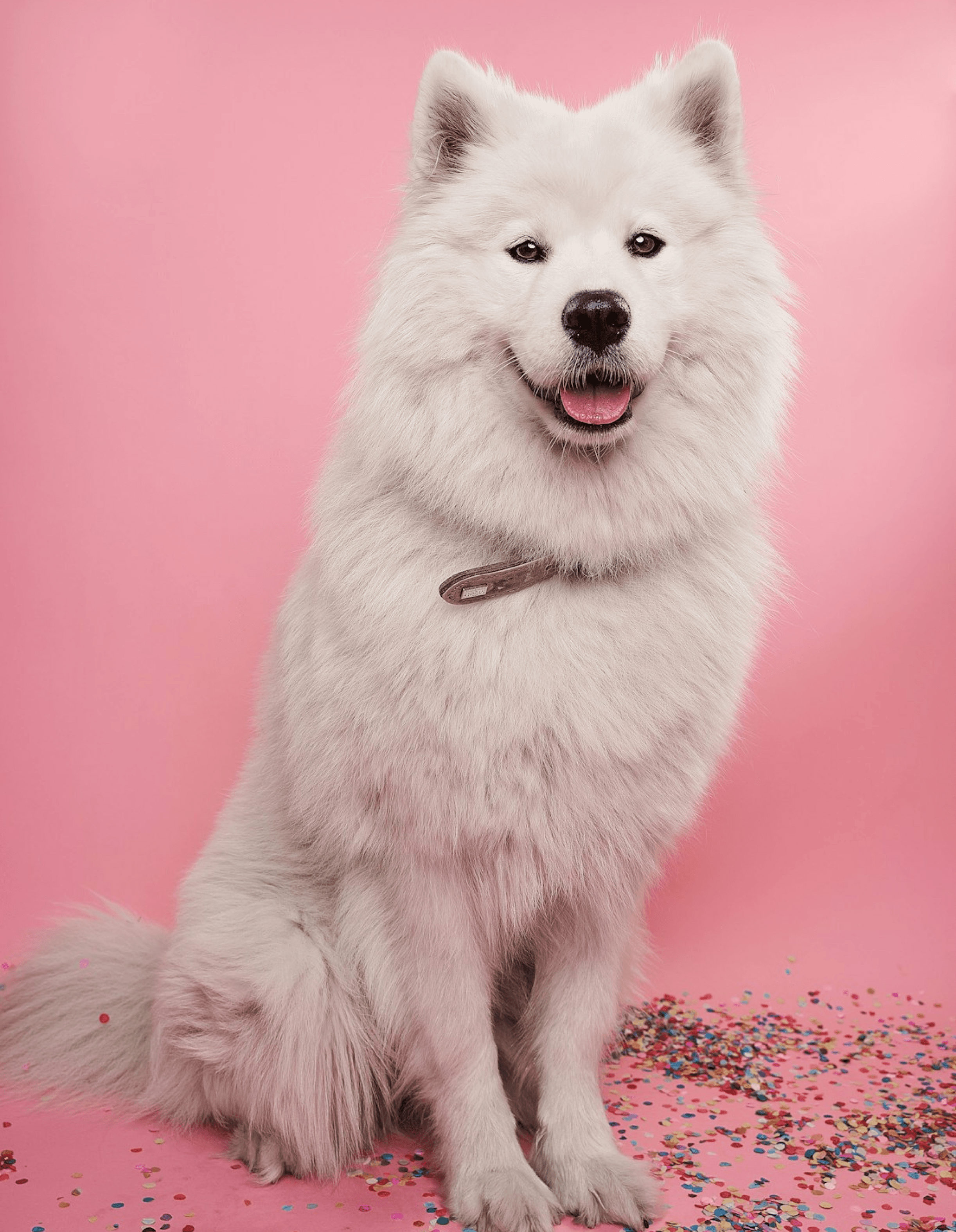 a white dog in a pink background