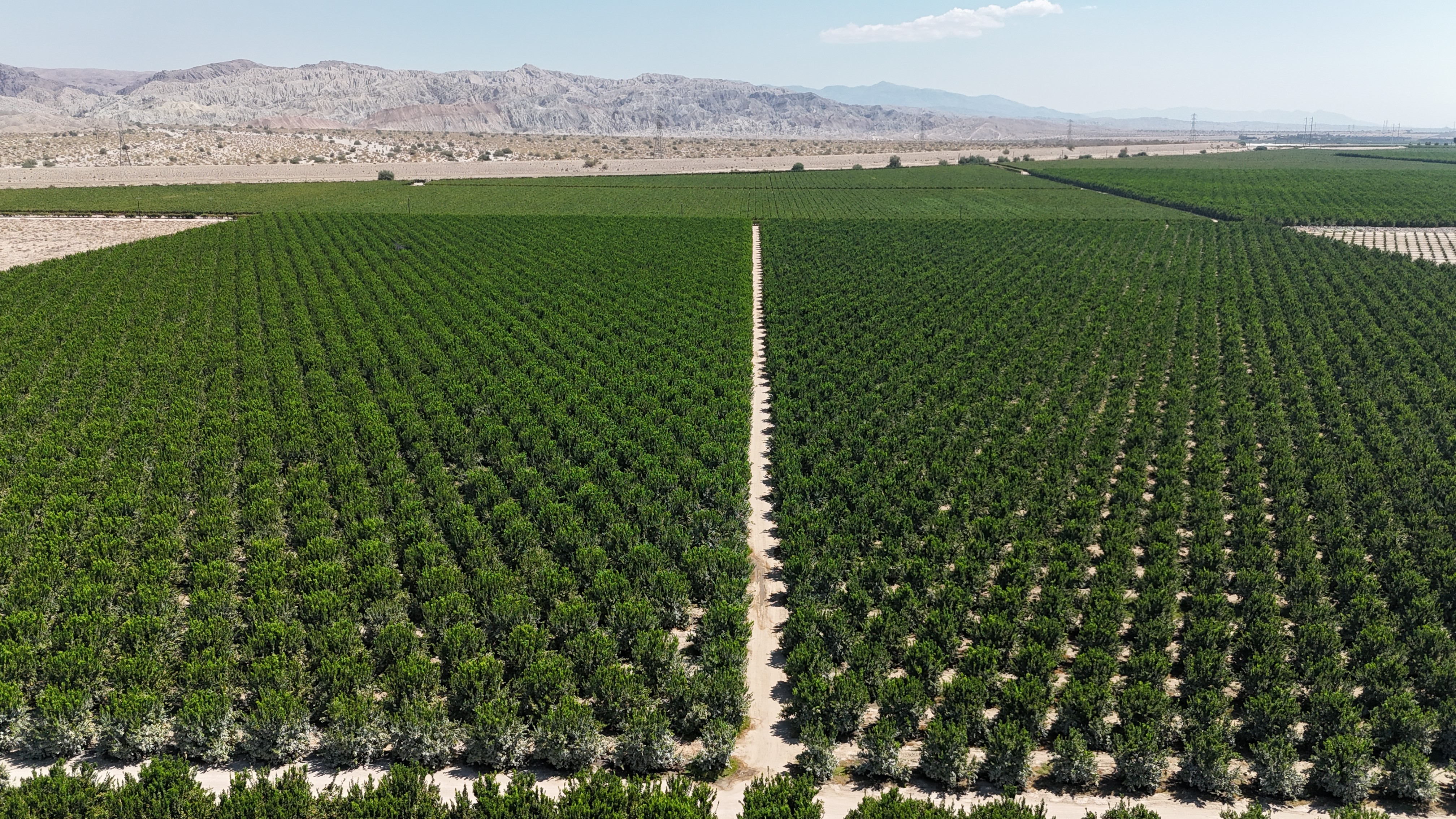 a field with palm trees and mountains in the background