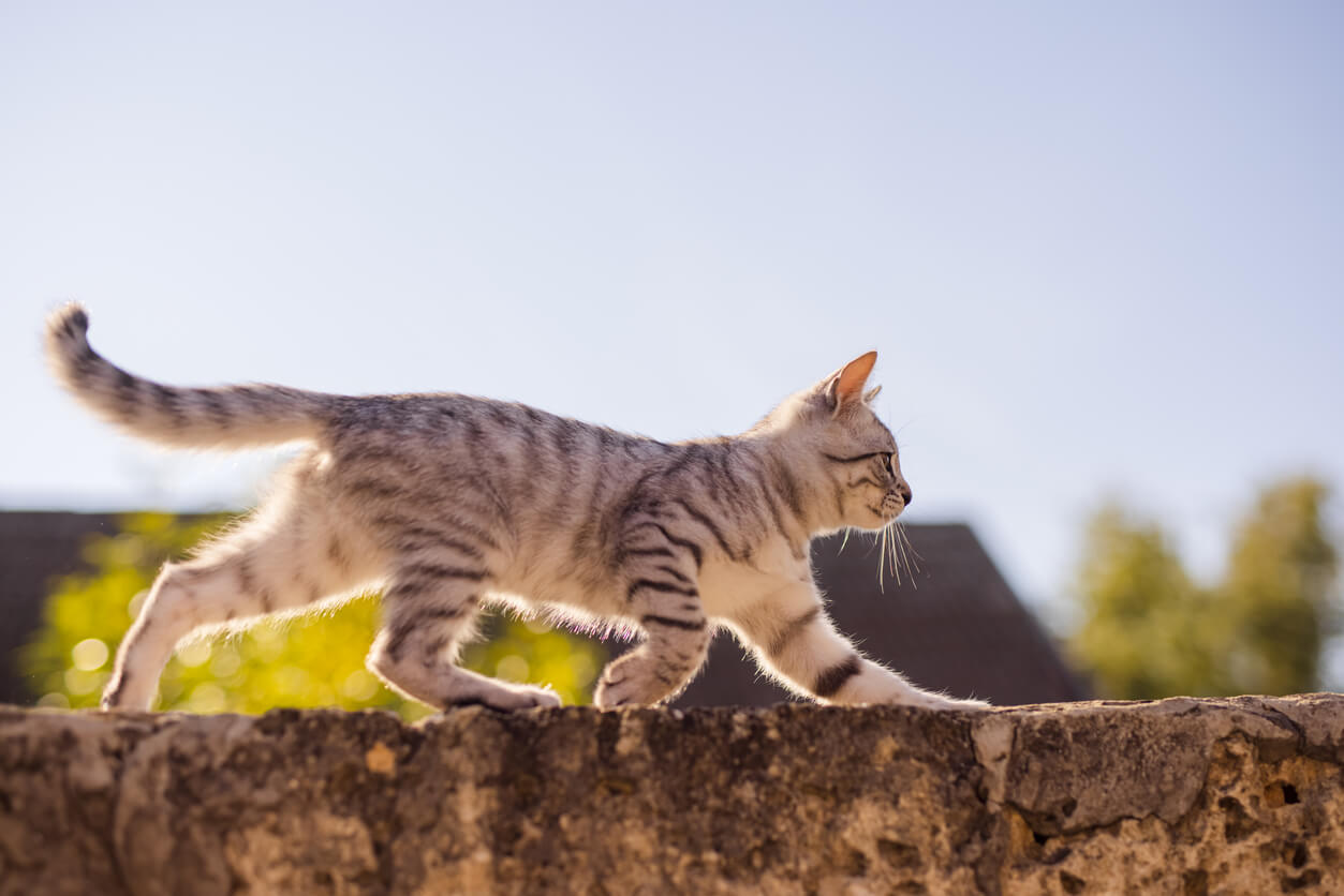 cat scaling wall