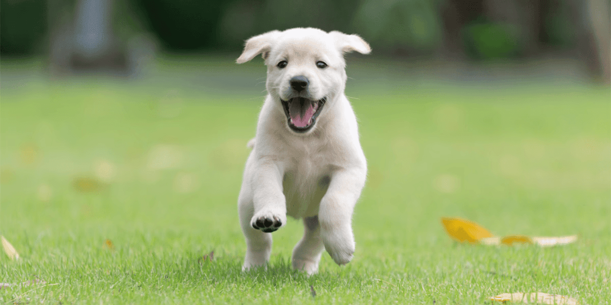 A white puppy runs joyfully on the grass after a dog dental cleaning.