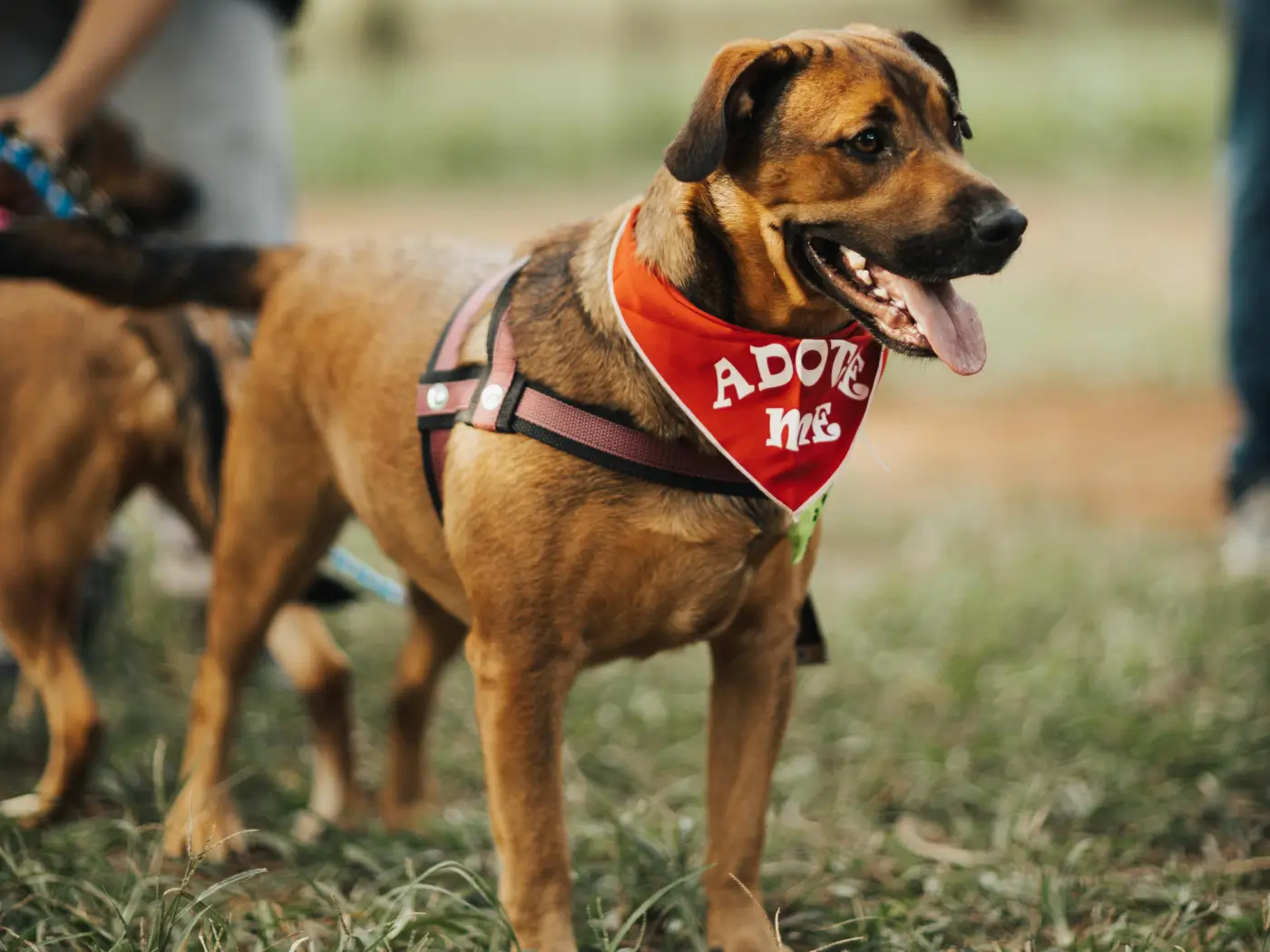 Dog wearing red bandana with 'Adopt Me' message at park during dog adoption event.