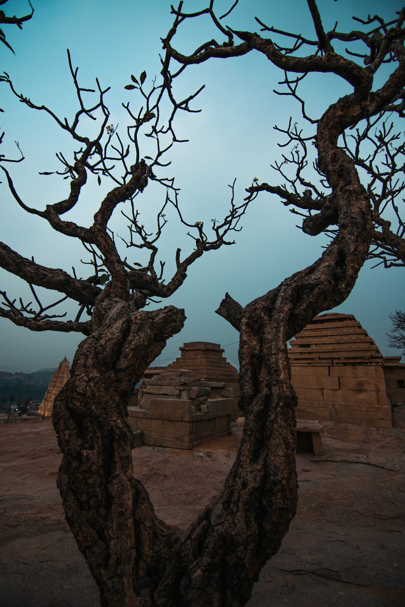 The Sentinel — Roots claiming dominion over the ancient stone.