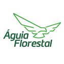 Águia Florestal