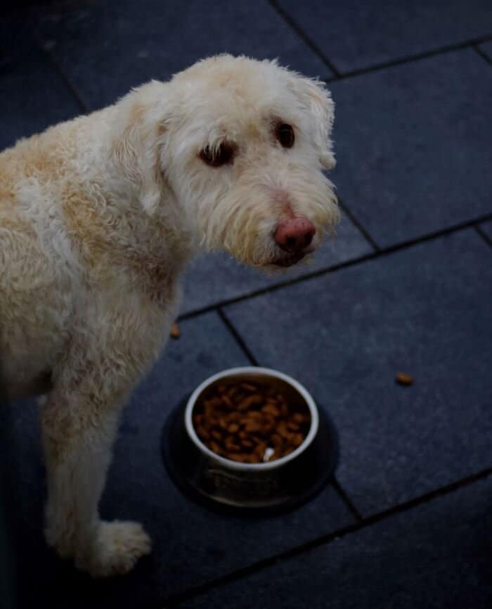 Natuurlijke eetgewoontes voor een gelukkige hond