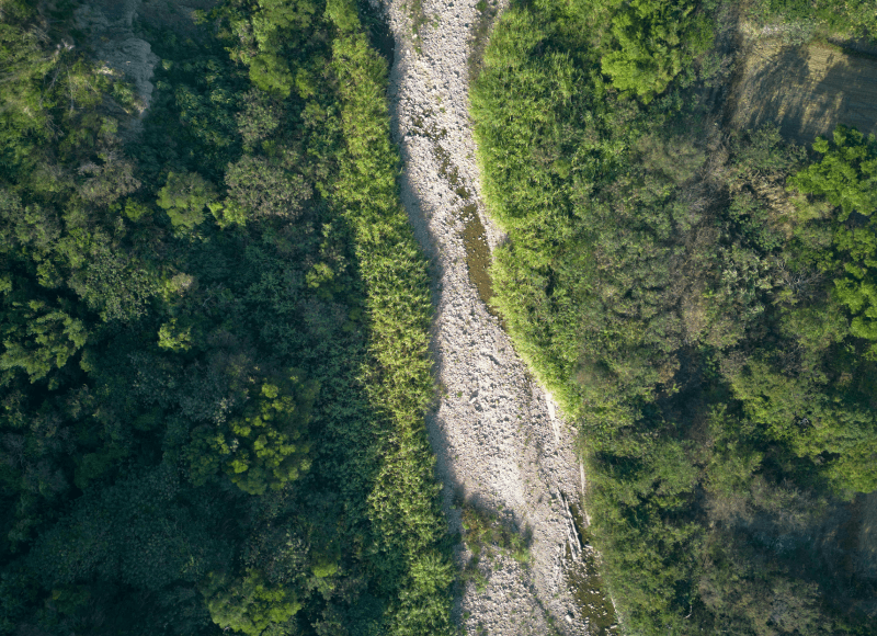 River in forest